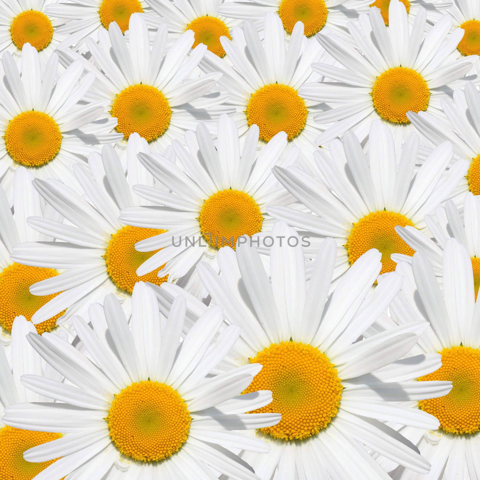 Daisy flower texture