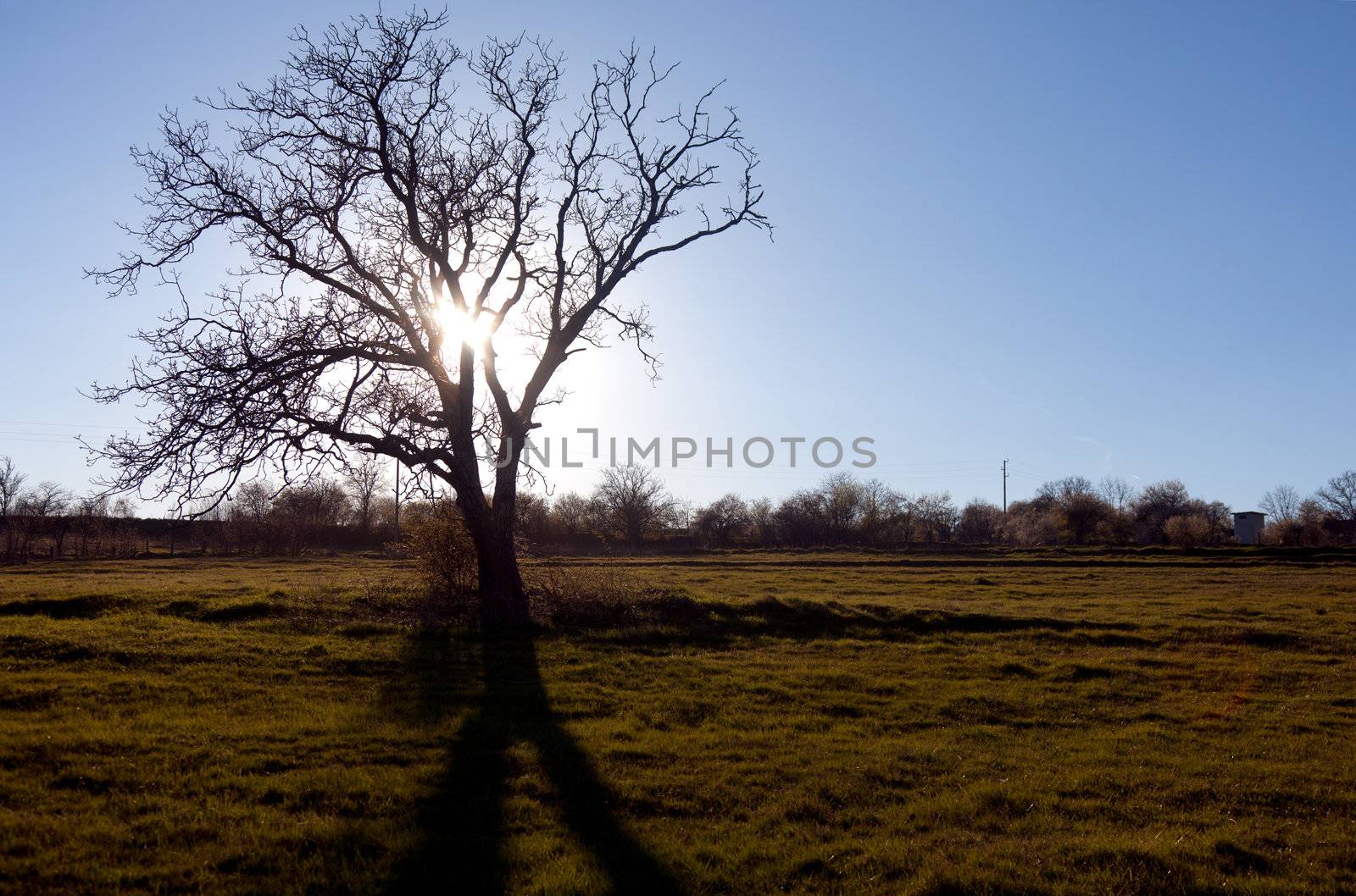 View of old bare tree on a field, sun rising behind the branches
