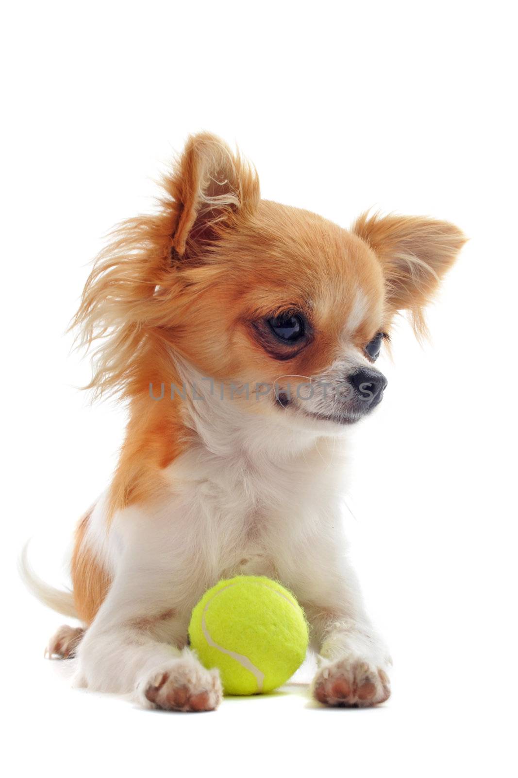 portrait of a cute purebred  puppy chihuahua and his ball in front of white background