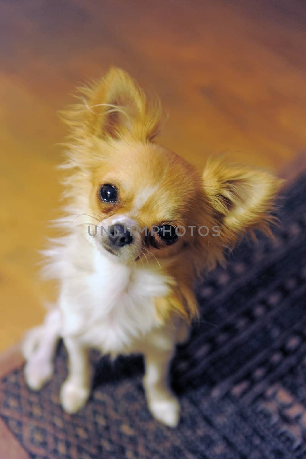 portrait of a cute purebred  puppy chihuahua