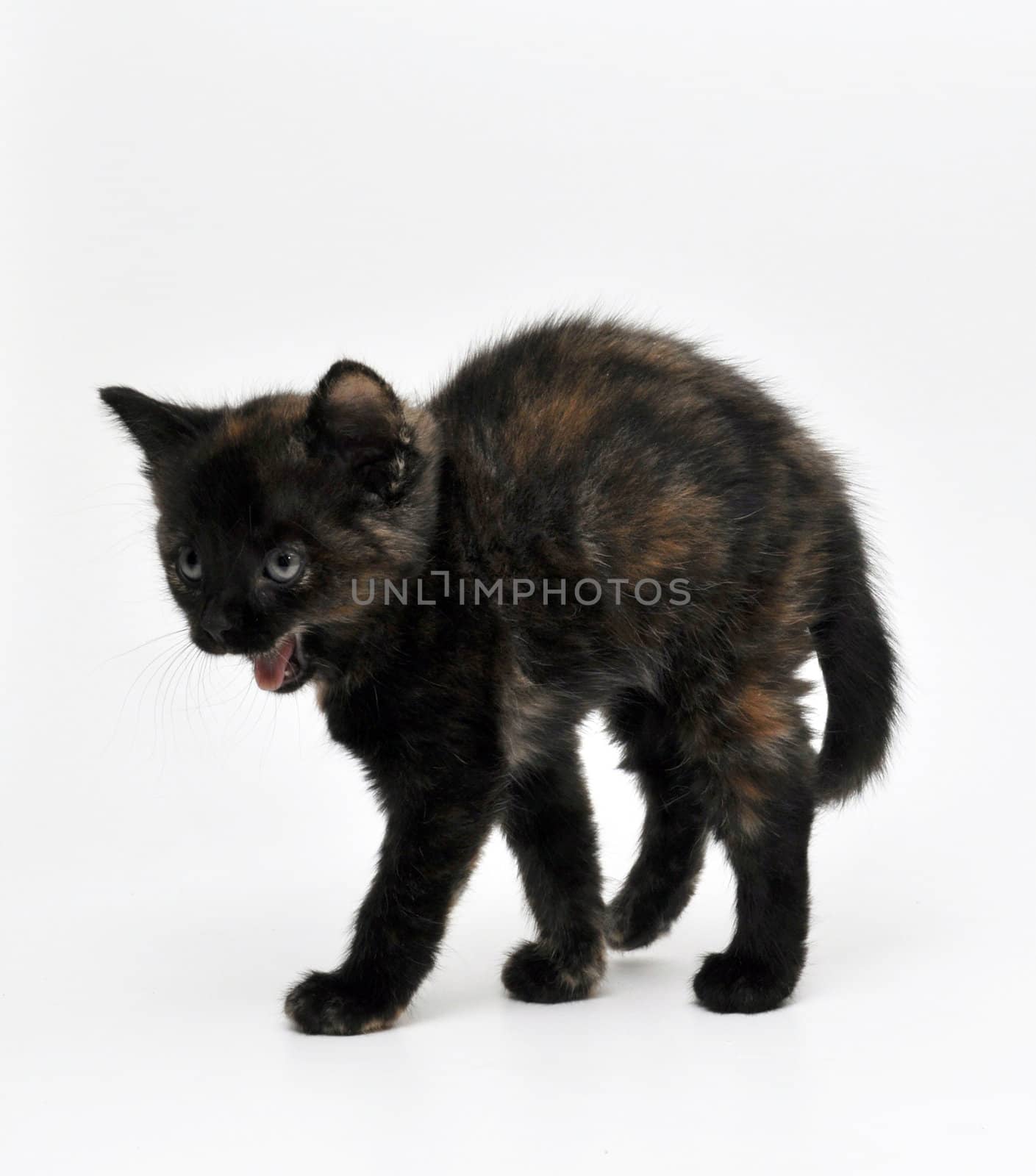 a frightened kitten in front of white background