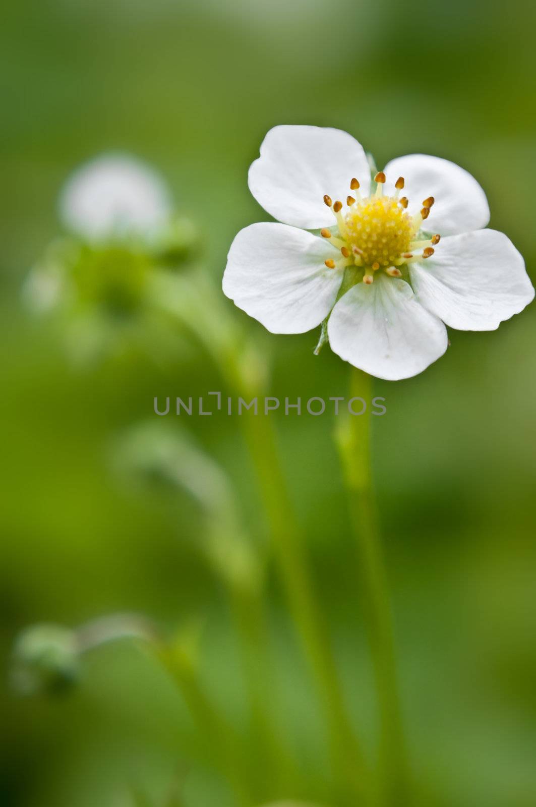 A single white strawberry plant flower with blurred background