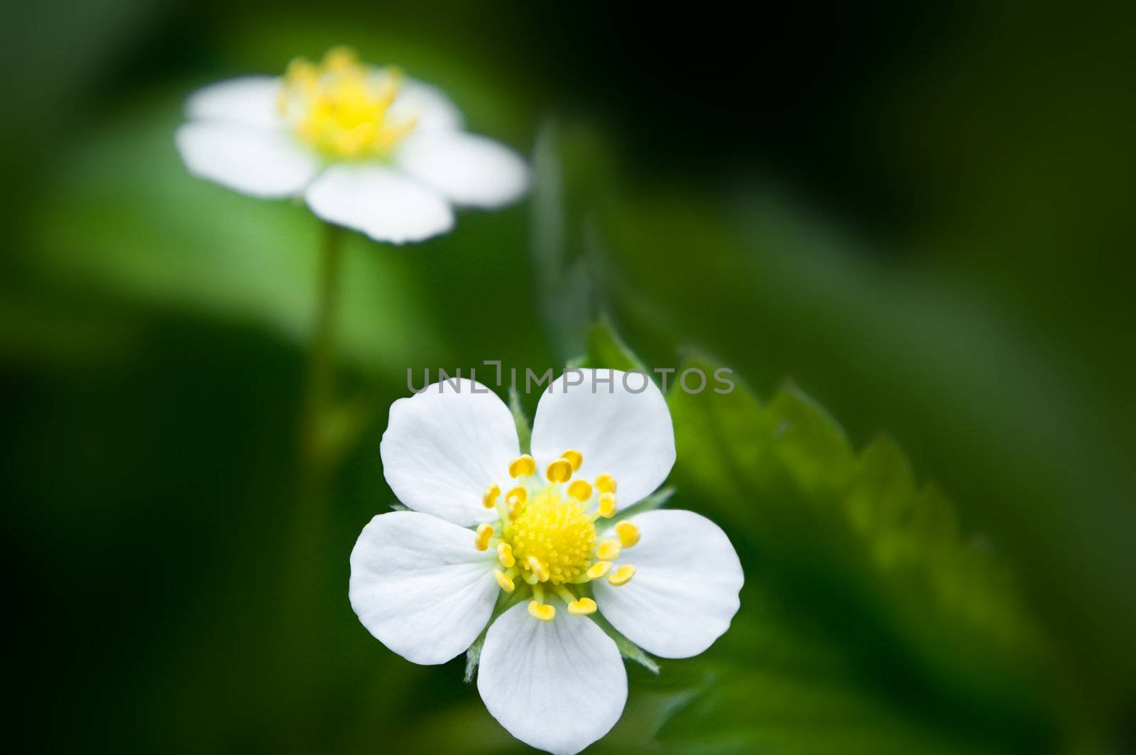 Close up on two strawberry plant flowers with dark background. Foreground flower in focus