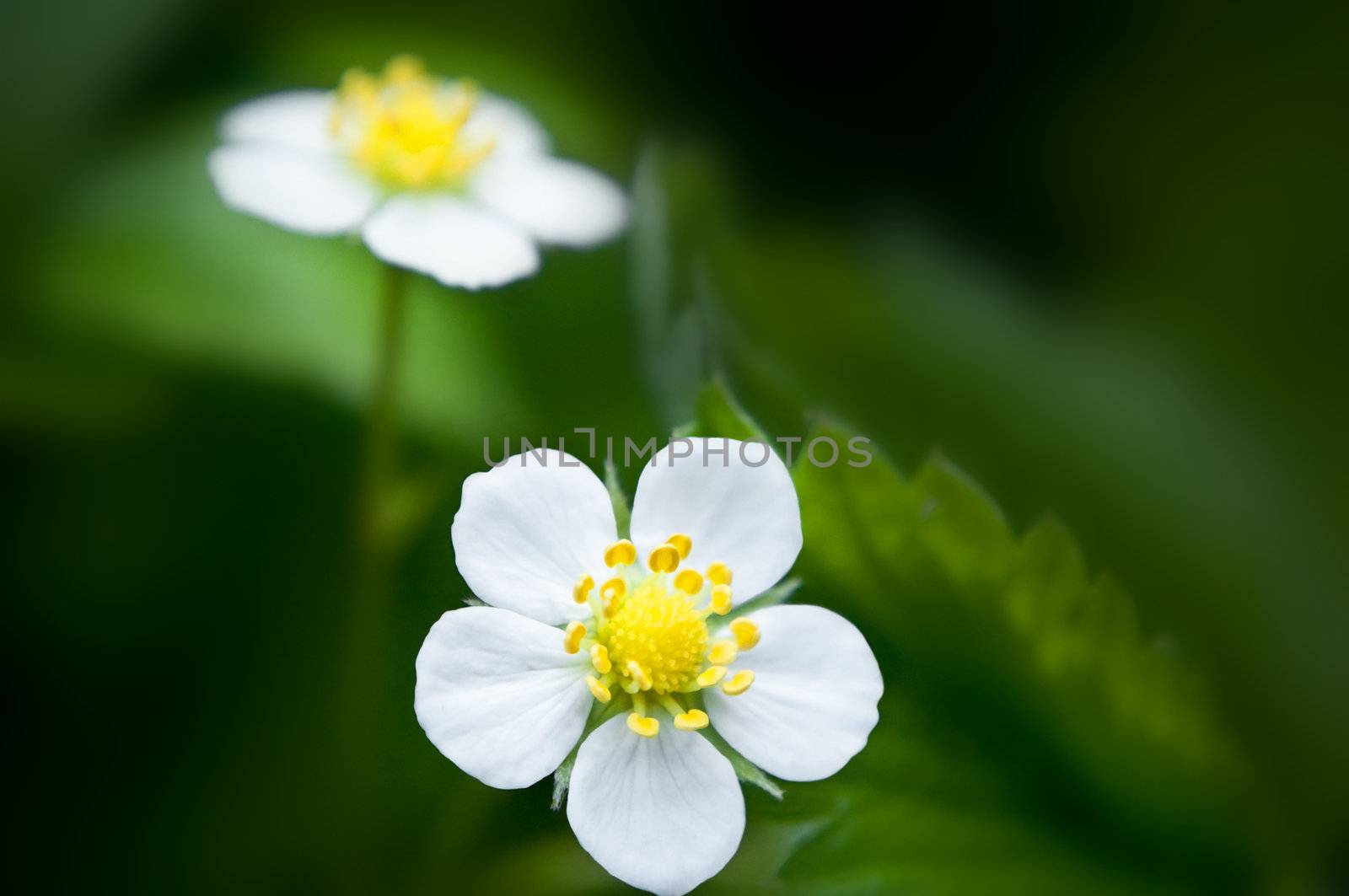 Strawberry flowers by 72soul