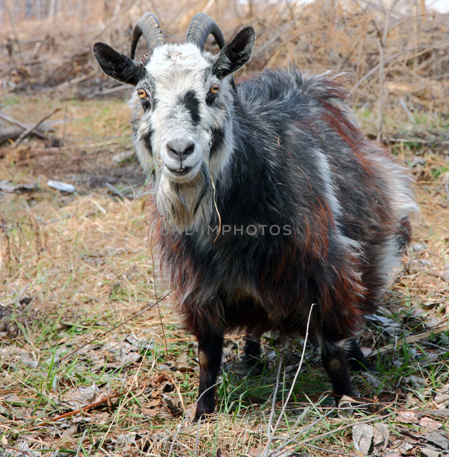 bearded goat with horns