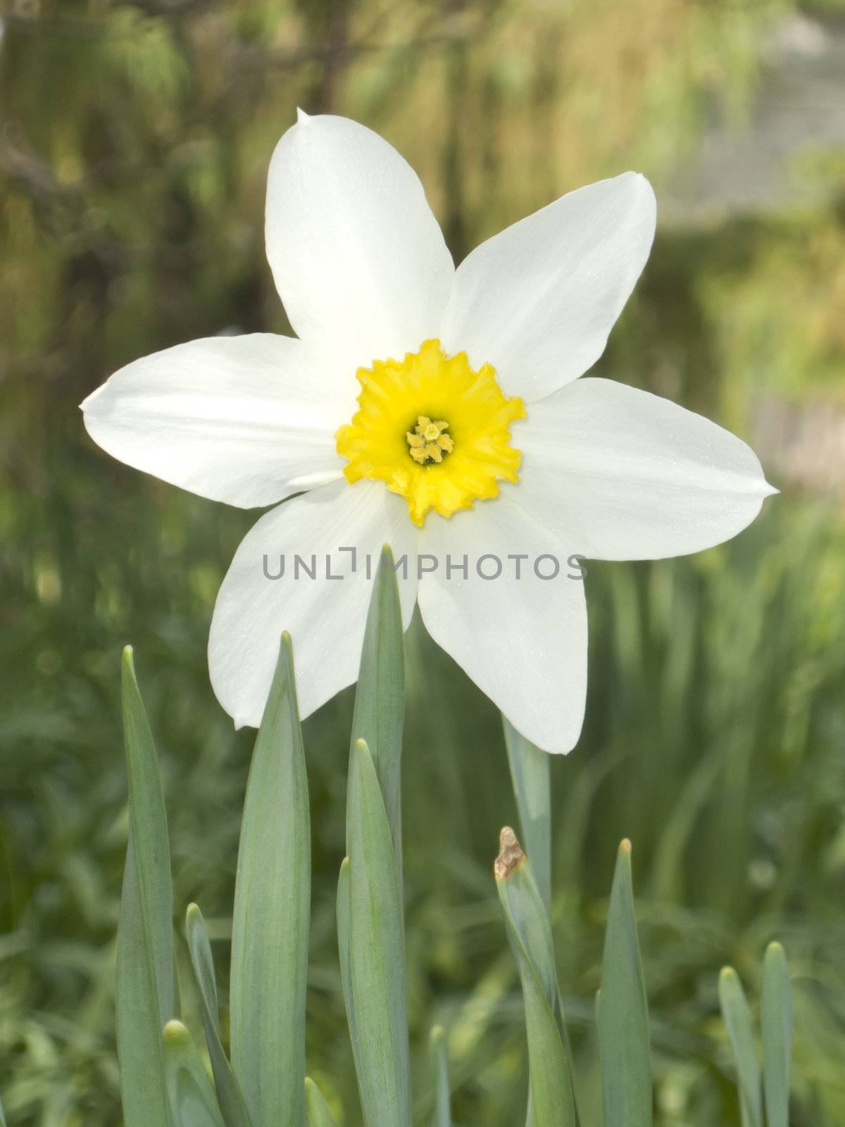 An image of a white daffodil in the garden