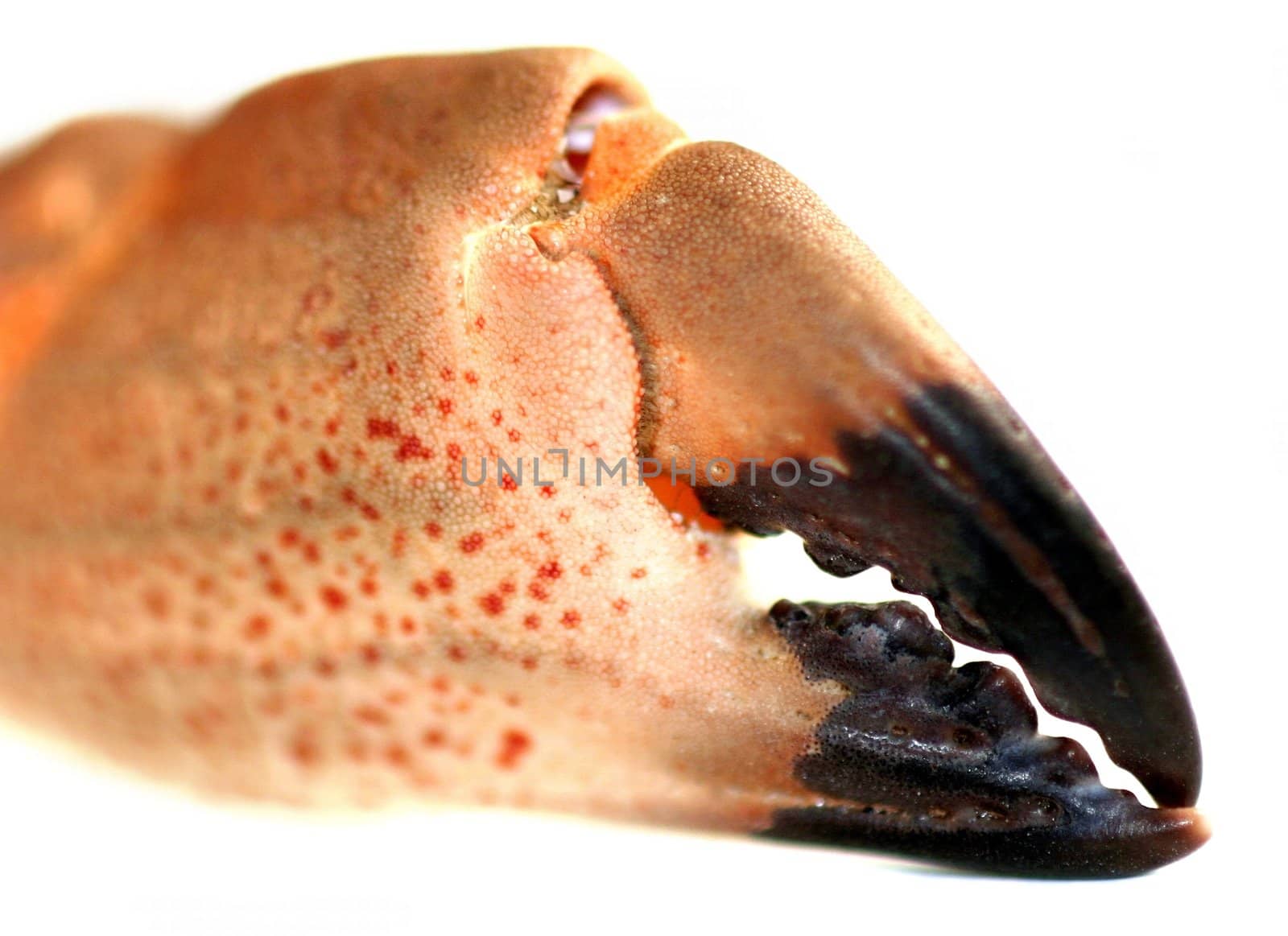 Close up of an orange black pincers from a crab