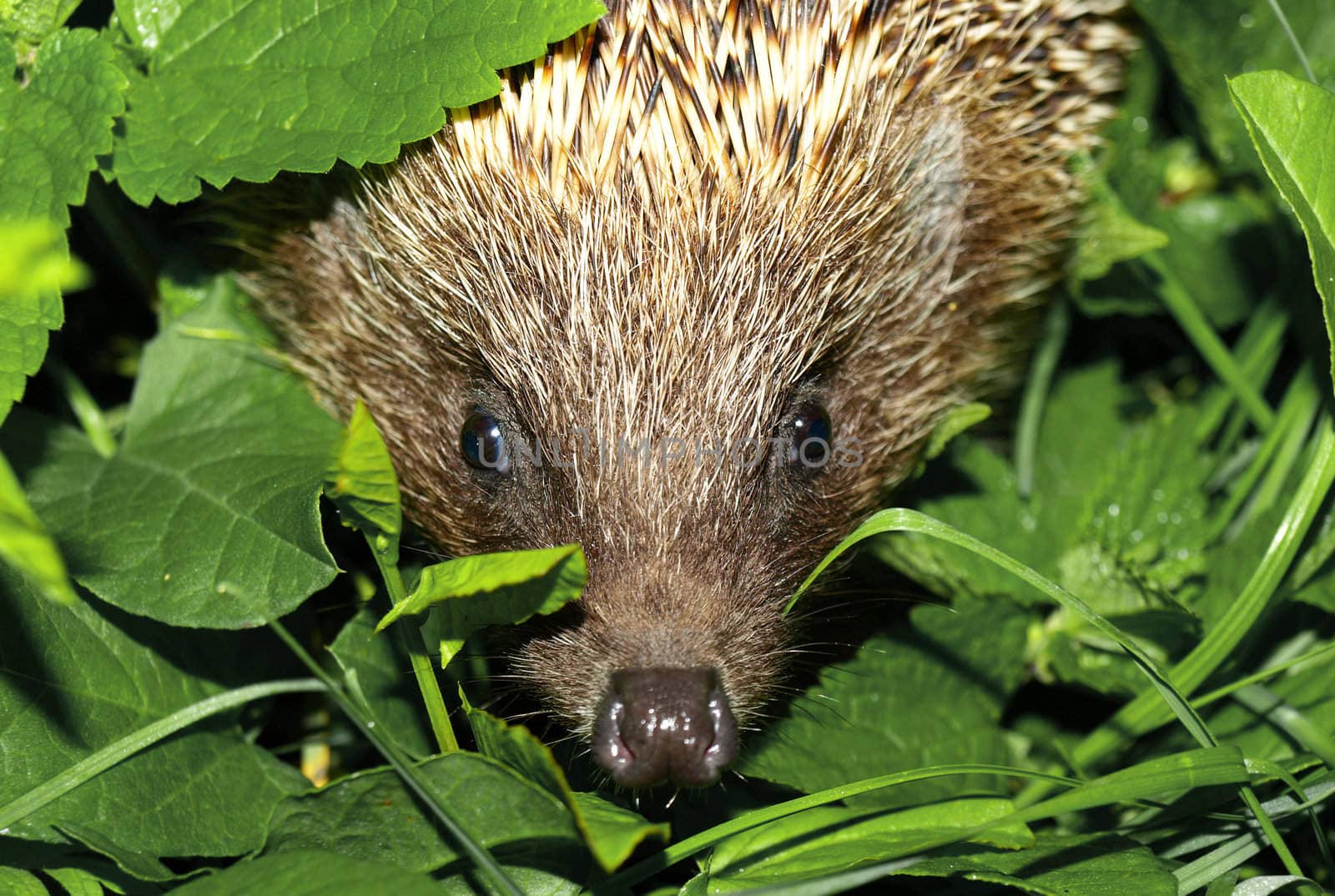 hedgehog muzzle against a background of green foliage. Macro