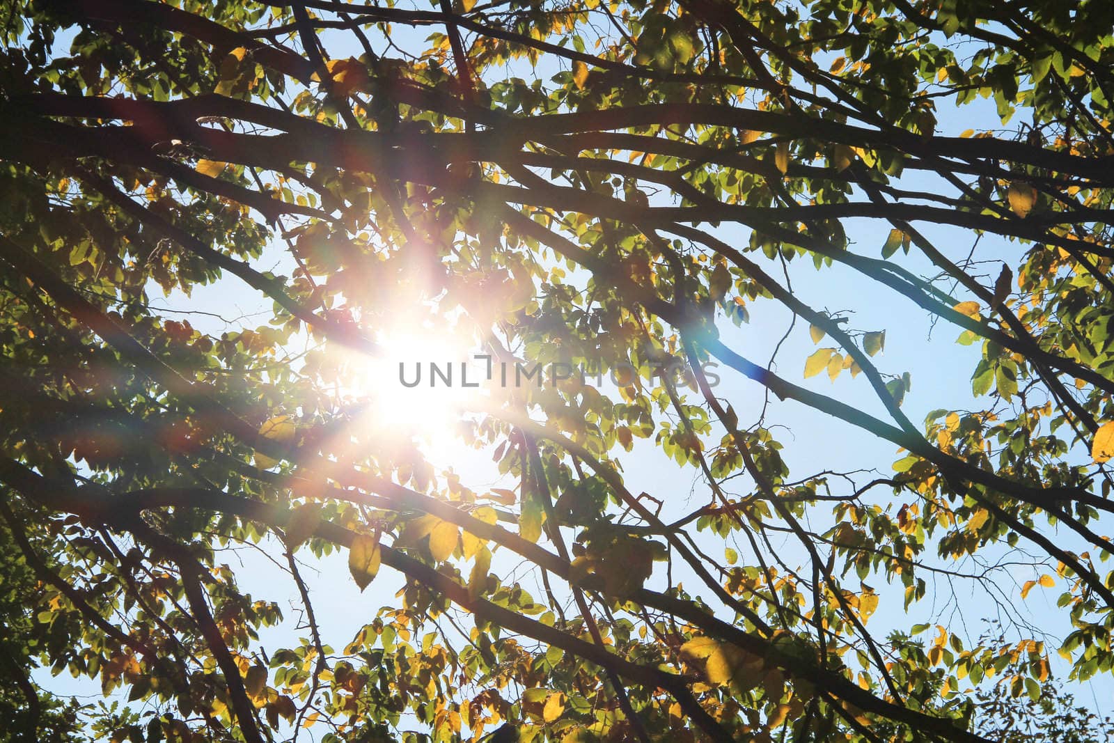 Sun's rays filtering through the branches in autumn park