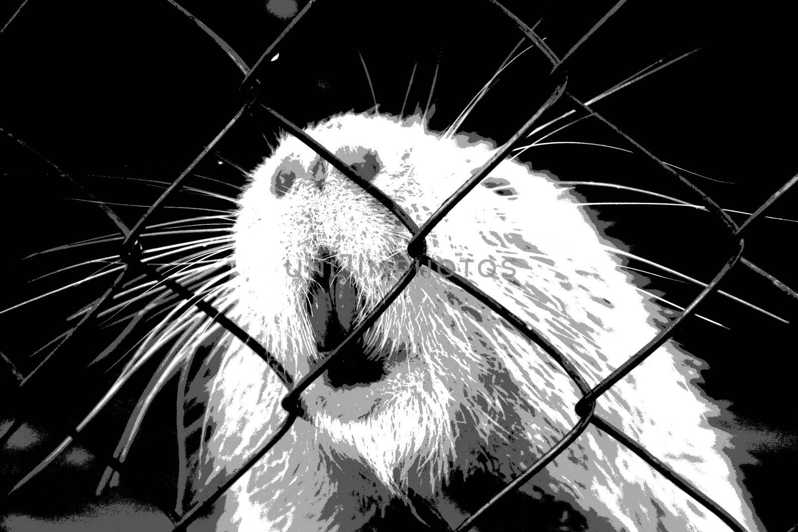 Nutria in zoo cage. Animals in captivity
