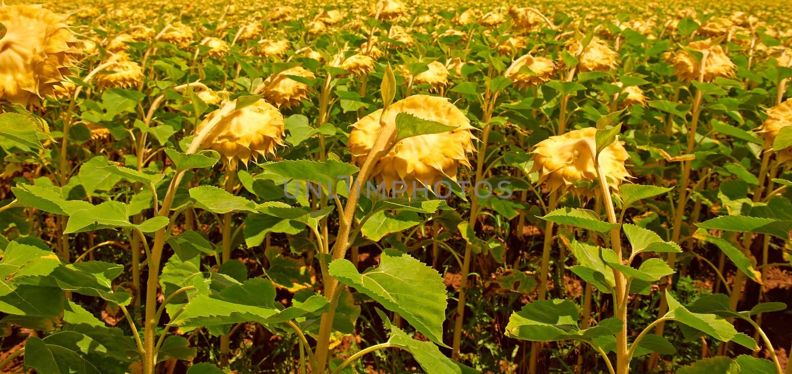 Unripe Sunflower Field in Southern France