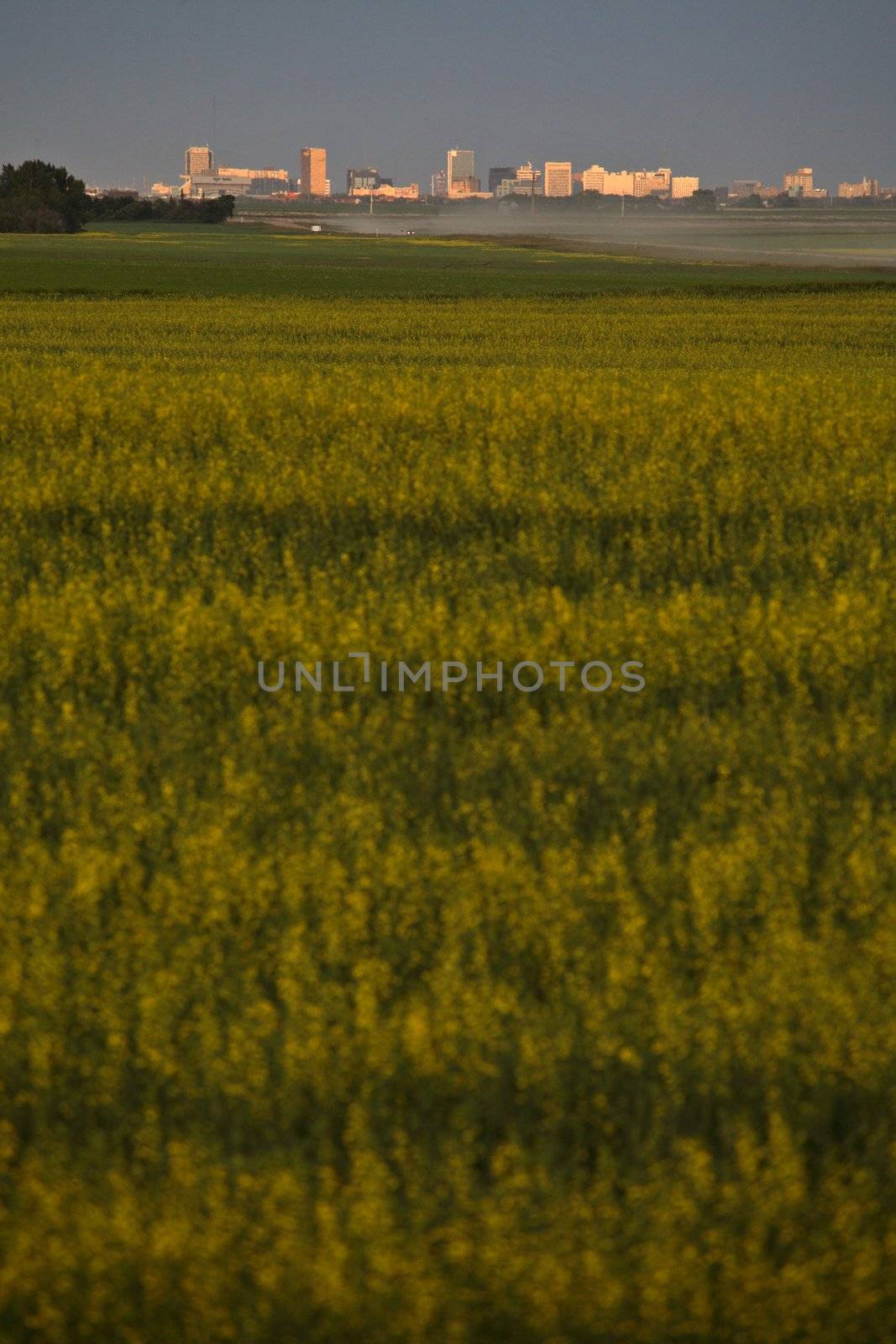 Regina in the distance in scenic Saskatchewan by pictureguy