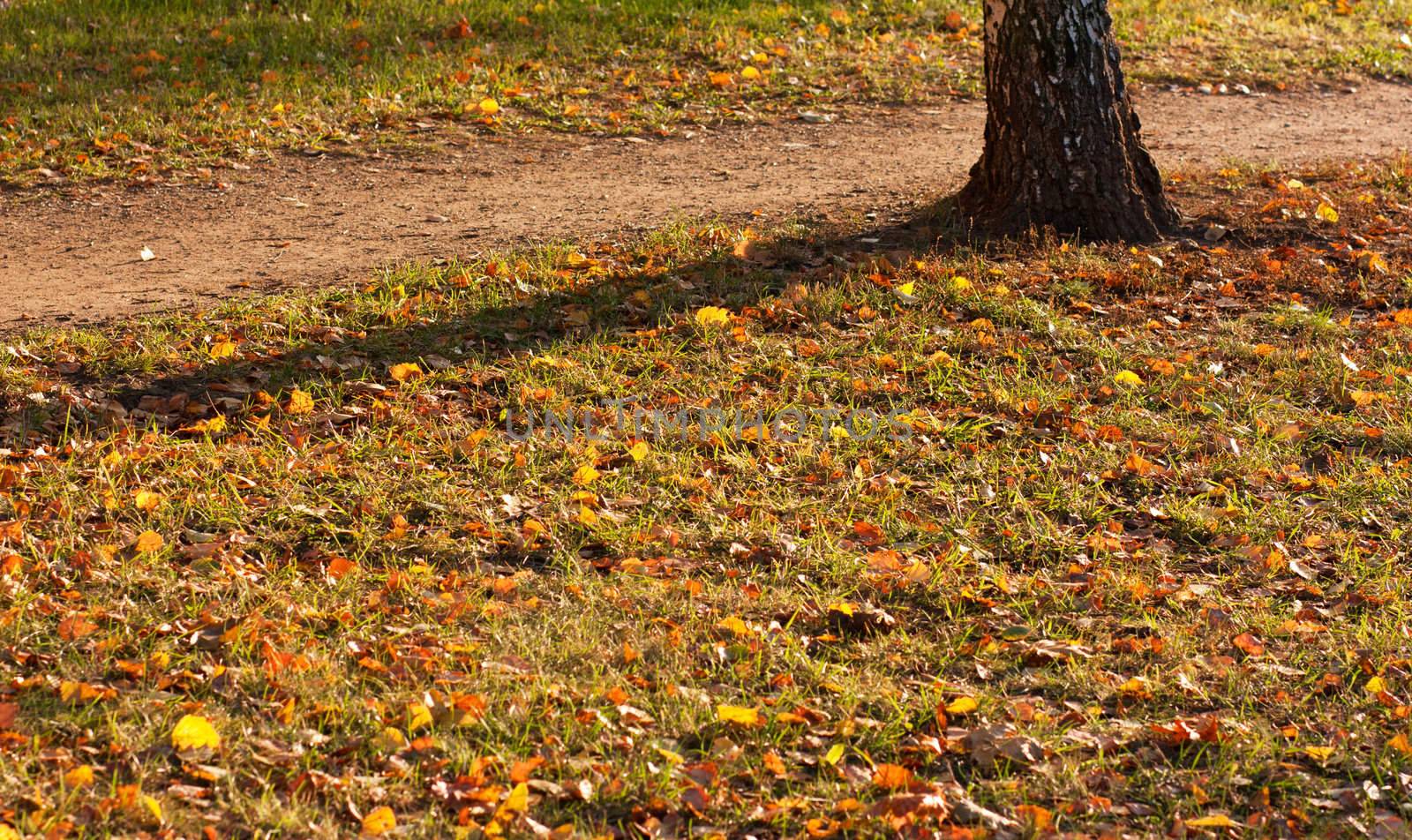 Fall ground with a tree and a small path