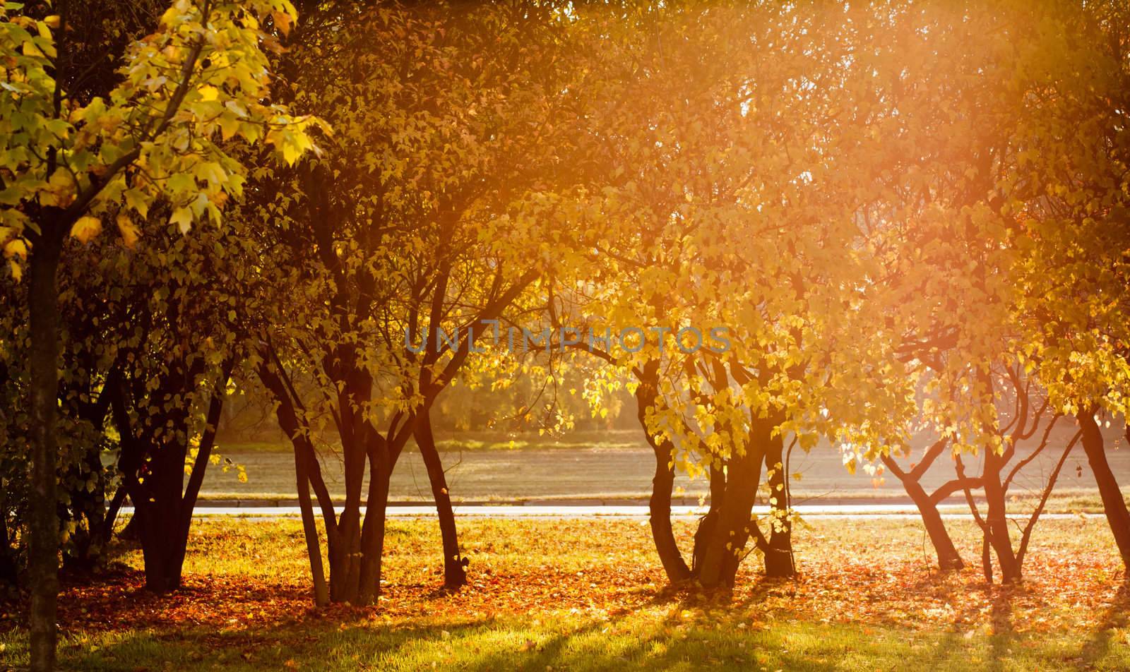 Landscape with trees in autumn with a sweet orange atmosphere