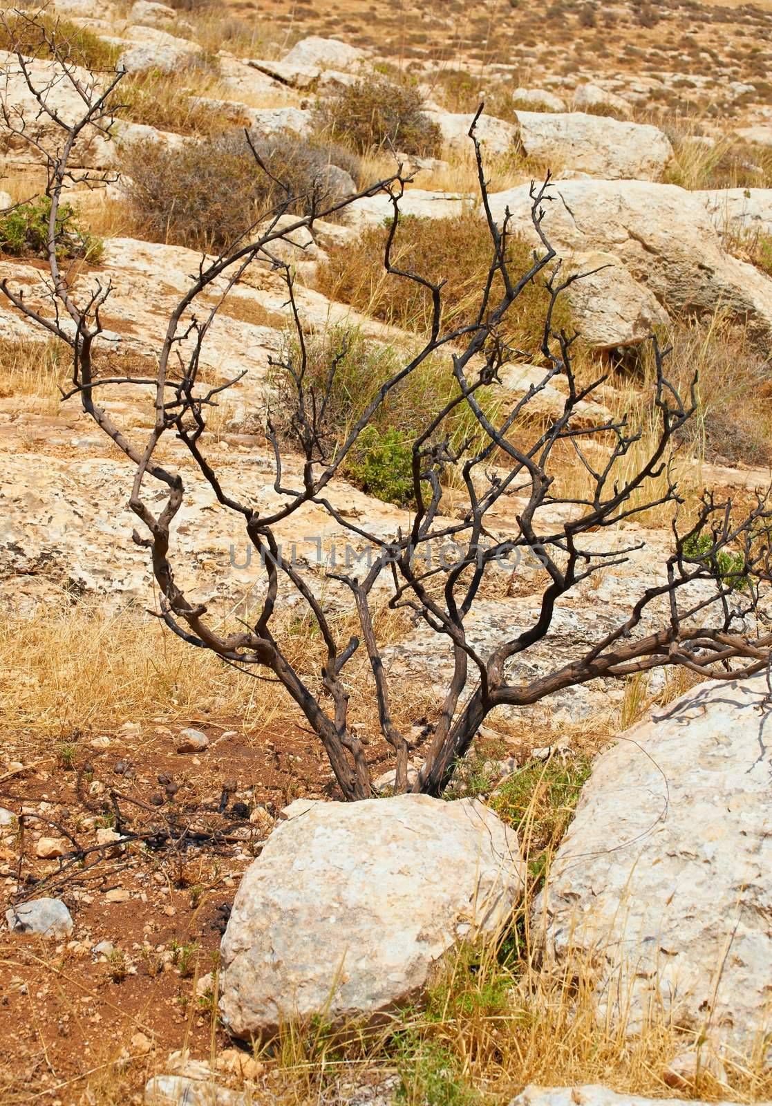 Dry Tree in Sand Hills of Samaria, Israel