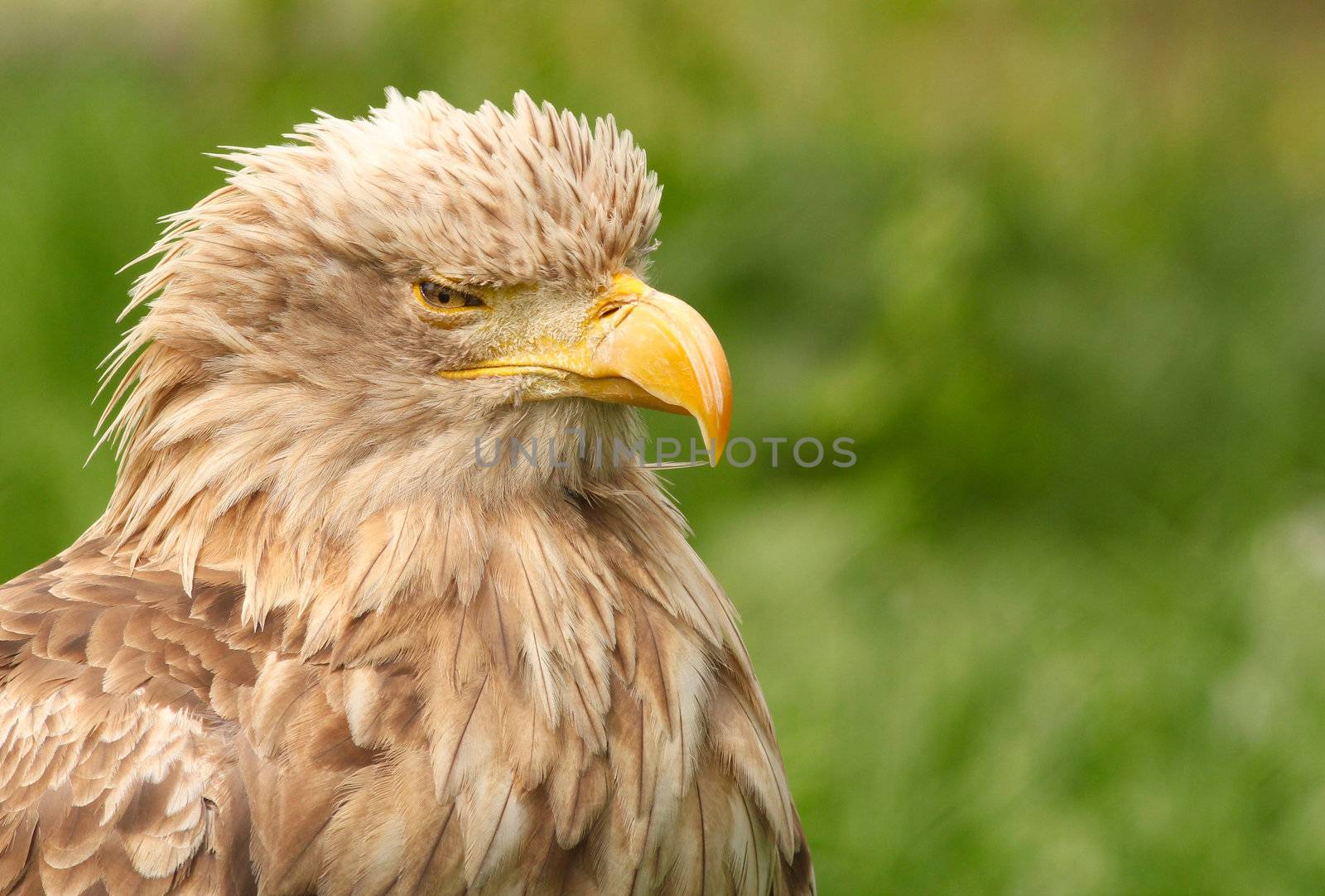 white tailed eagle portrait