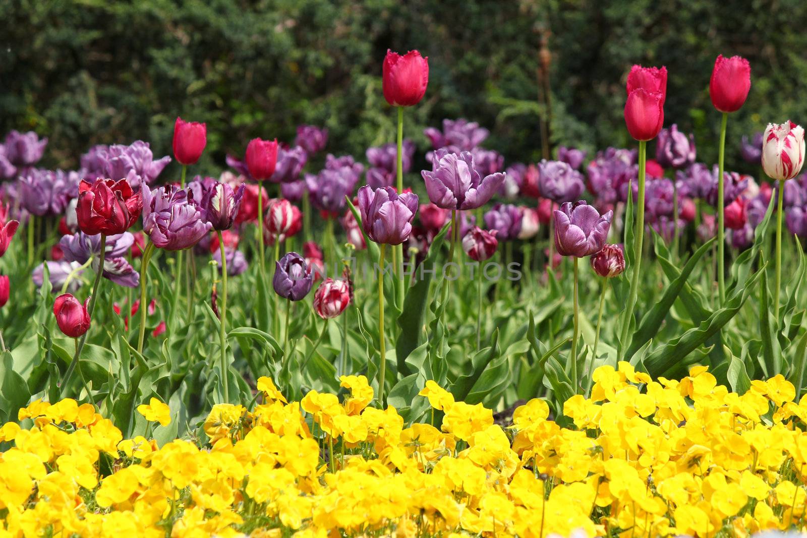 flower garden with tulip by goce