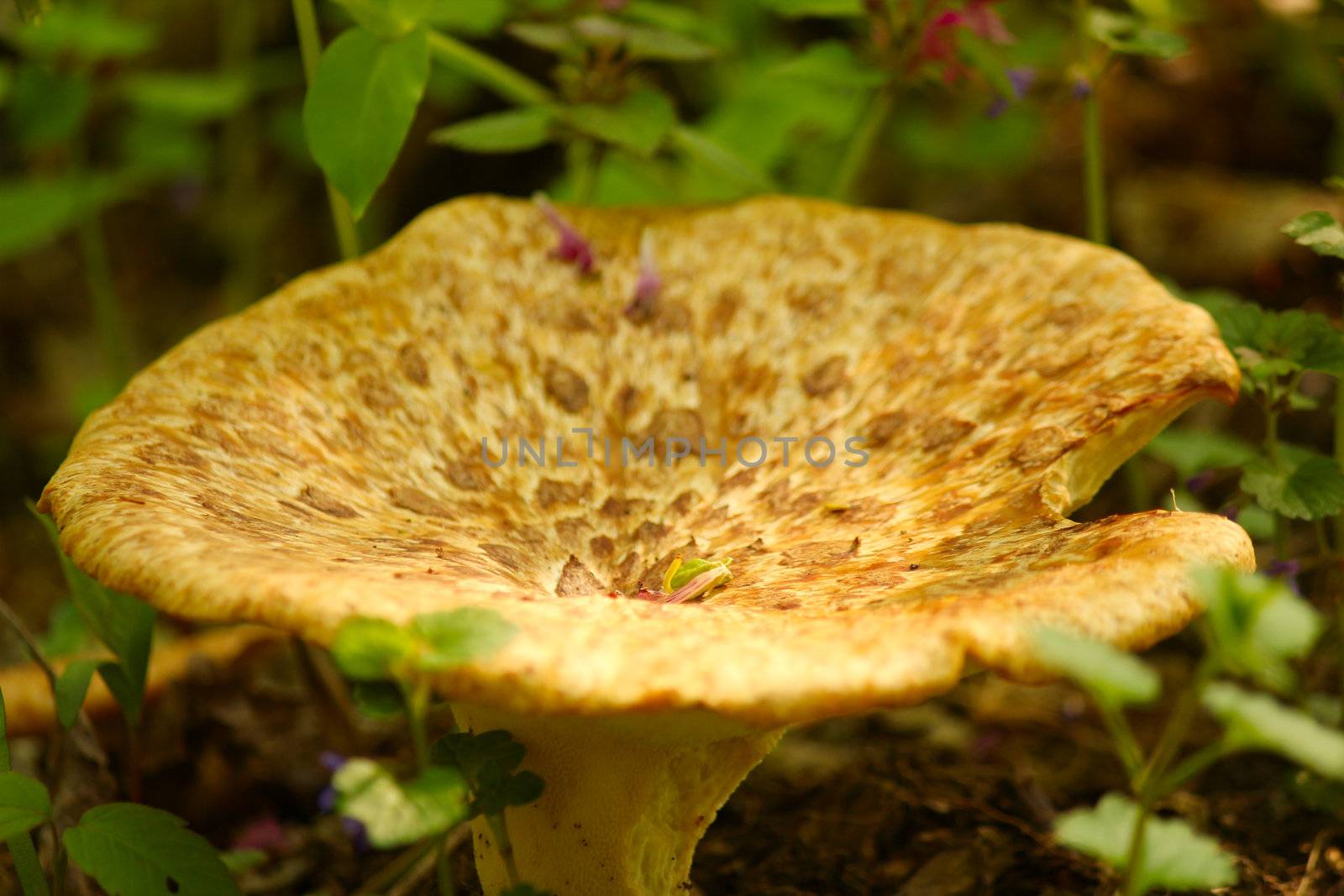 forest mushroom by goce