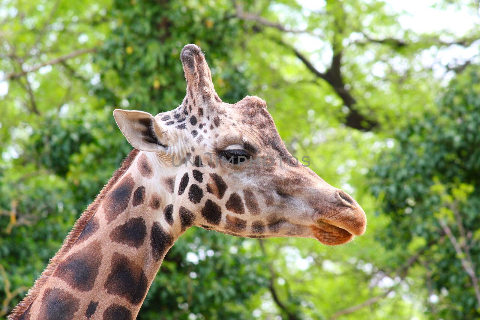 giraffe head