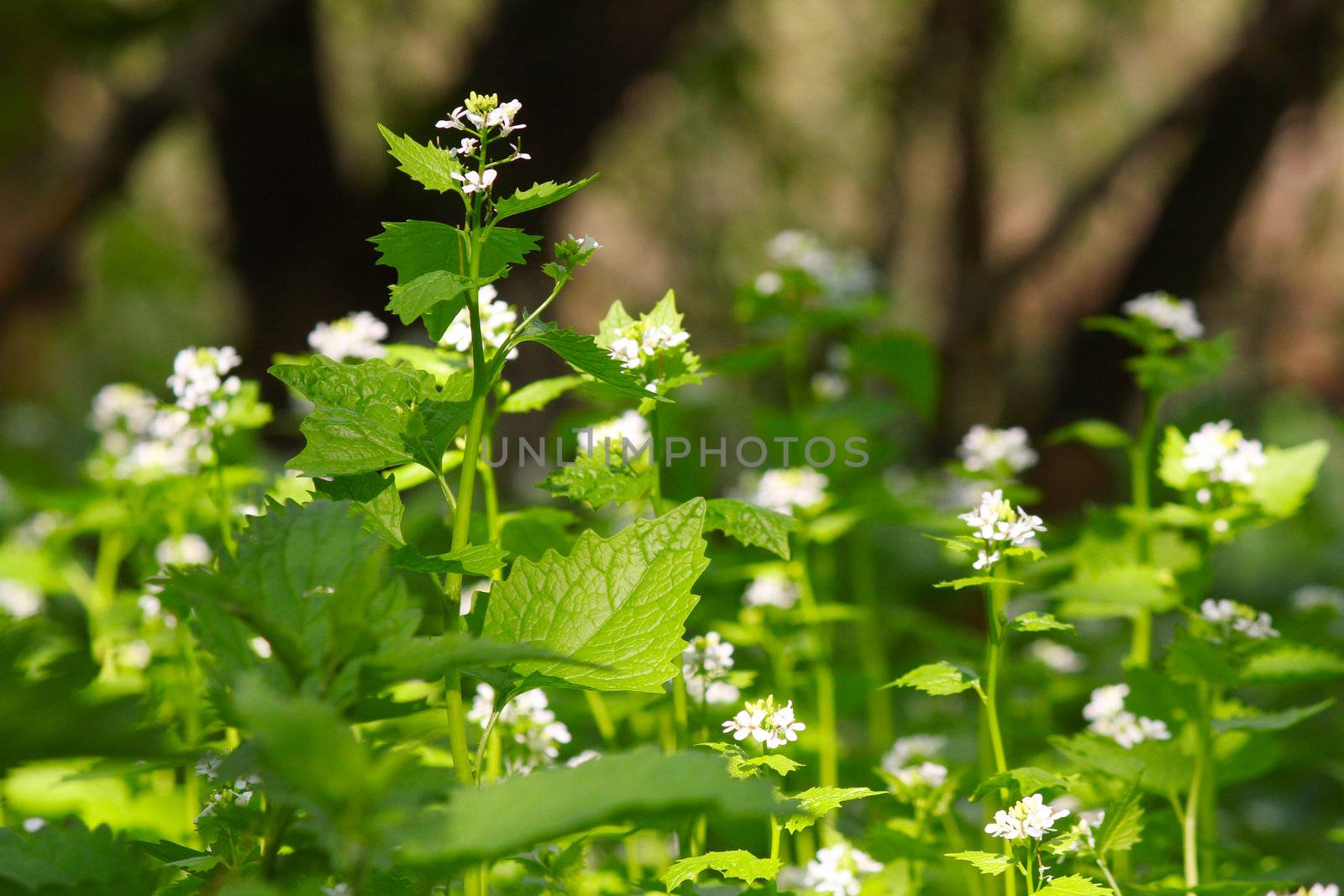 spring scene with nettle flower by goce