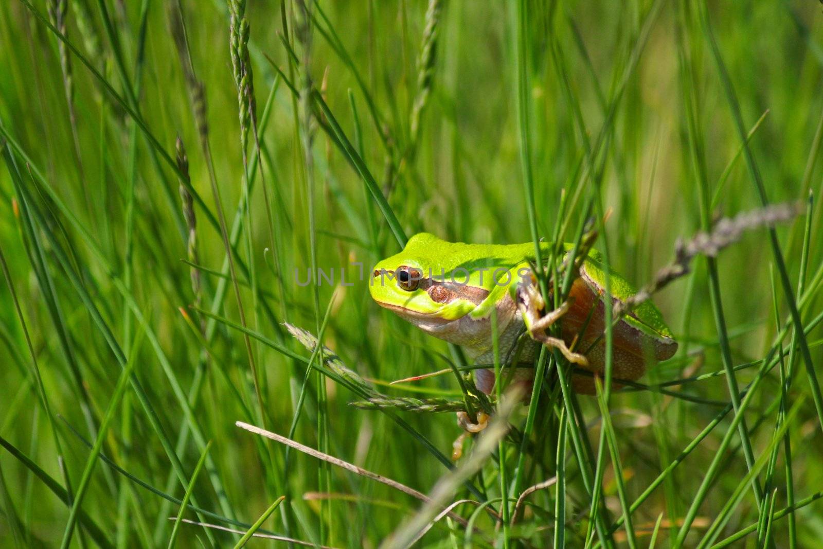 green tree frog climb on grass by goce