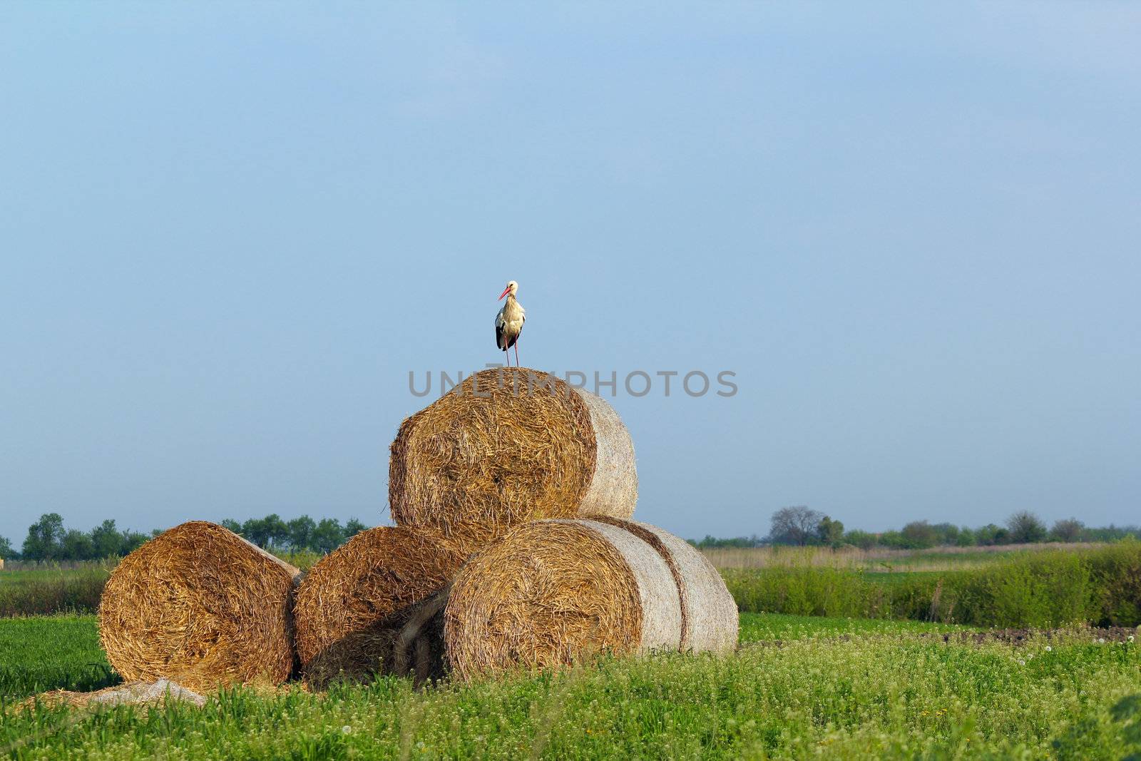 field with white stork and straw bale by goce