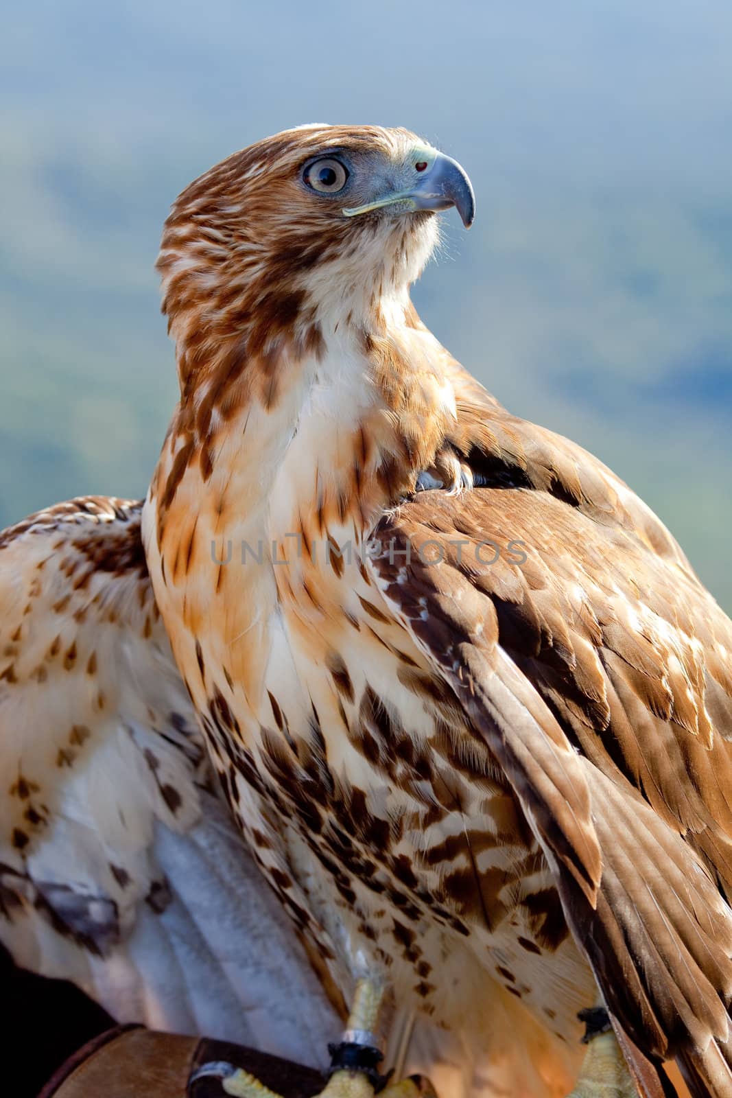 Fantastic eagle of red tail (Buteo jamaicensis) posing placidly