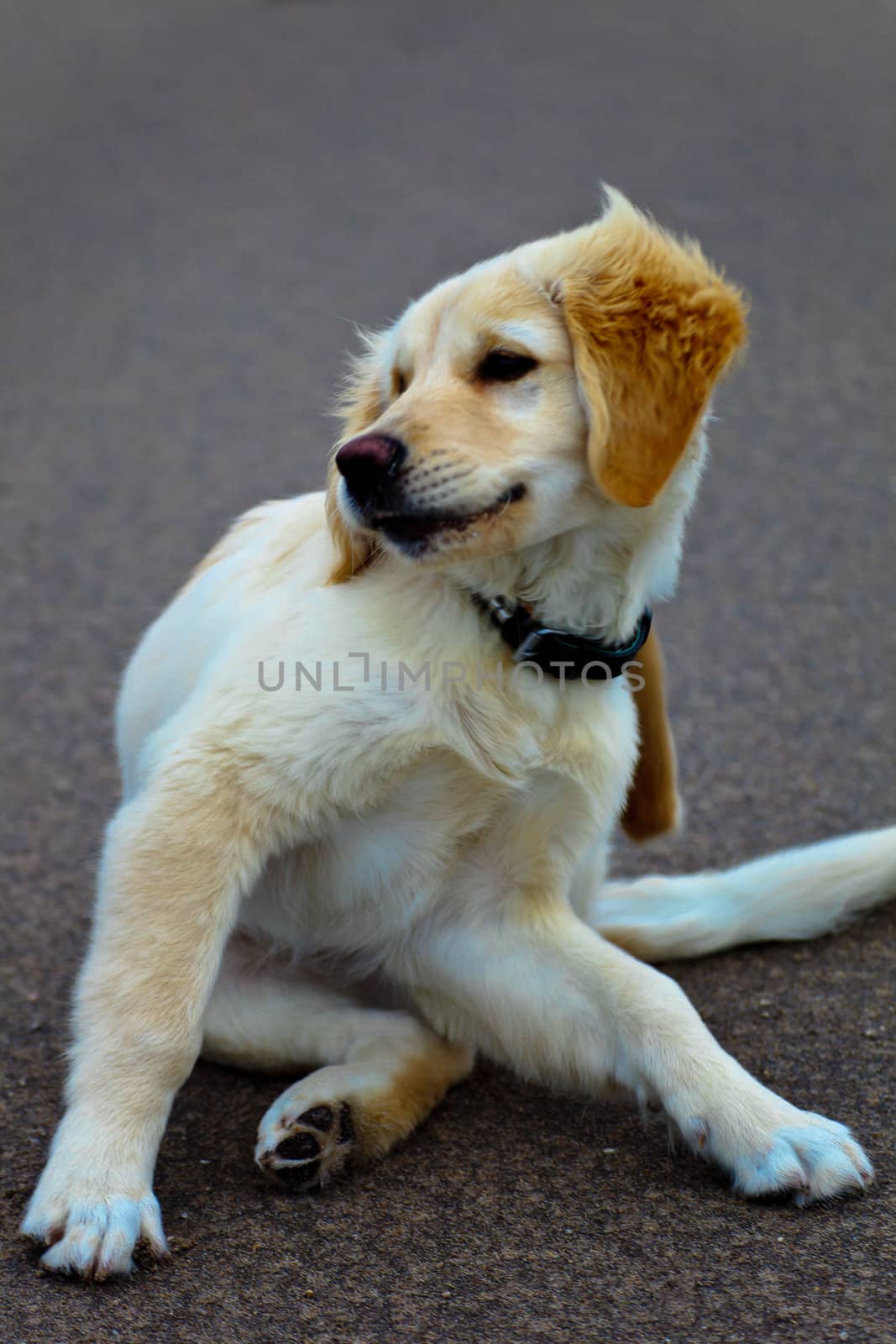 Nice specimen of dog of the race Golden Retriever