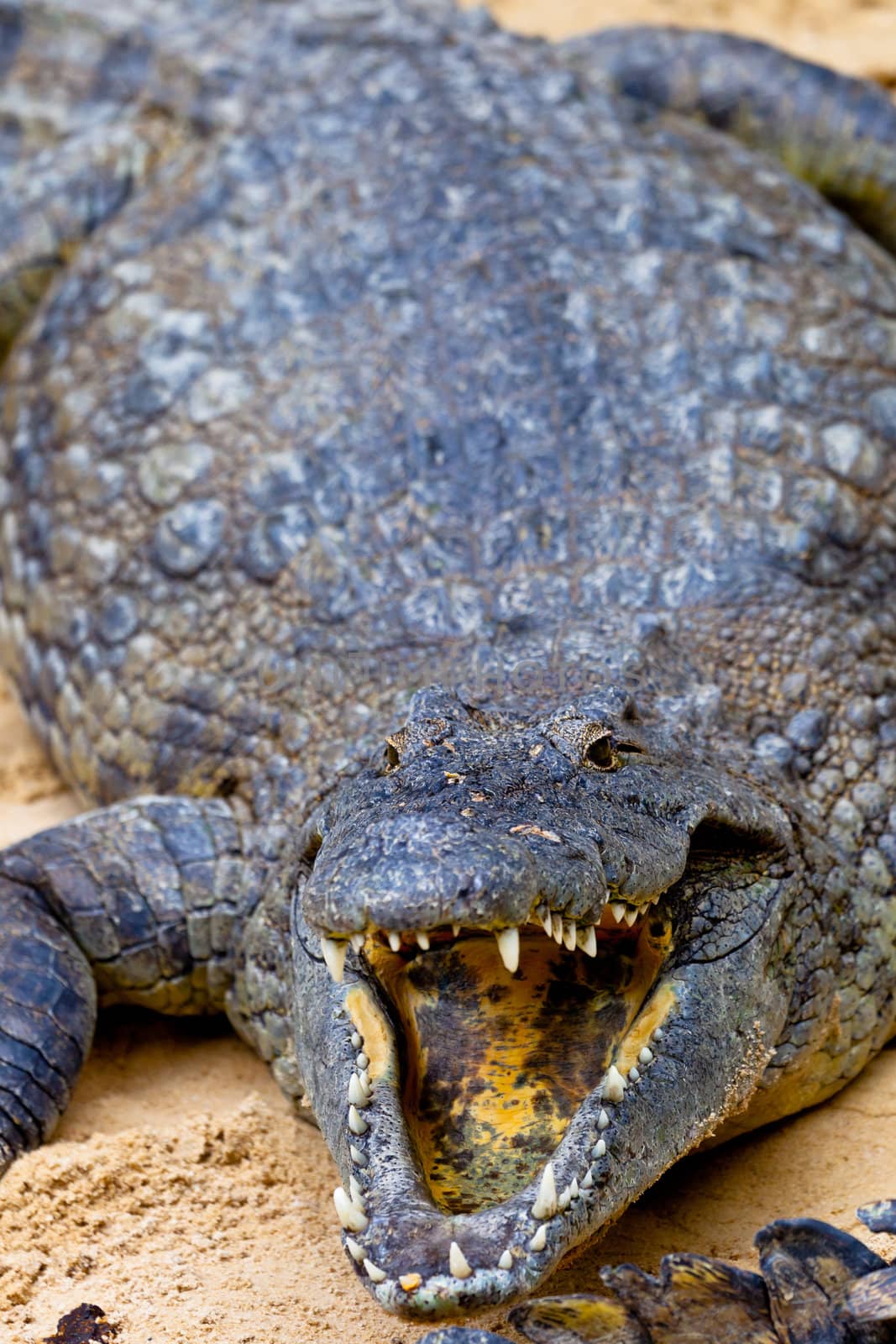 A beautiful specimen of nile crocodile, Crocodylus niloticus