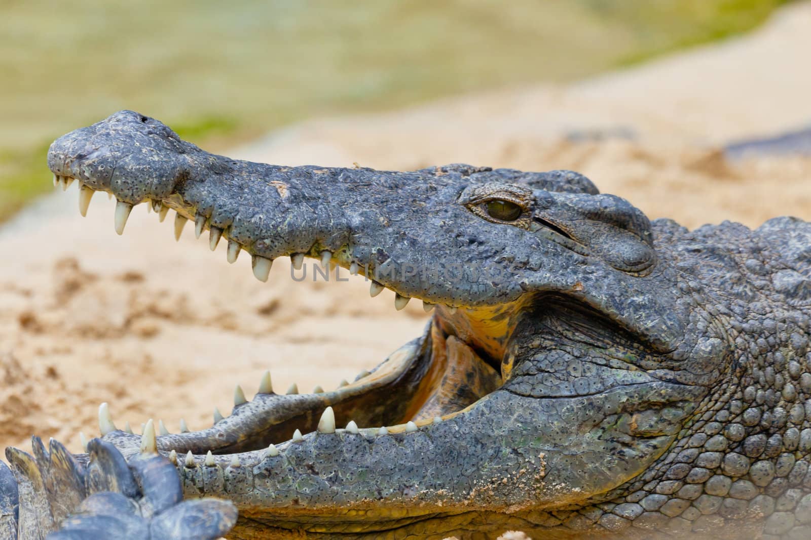 Detail of the head of a nile crocodile, Crocodylus niloticus