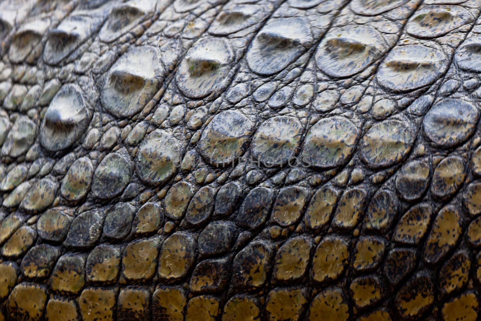 Detail of the skin of a nile crocodile,  Crocodylus niloticus