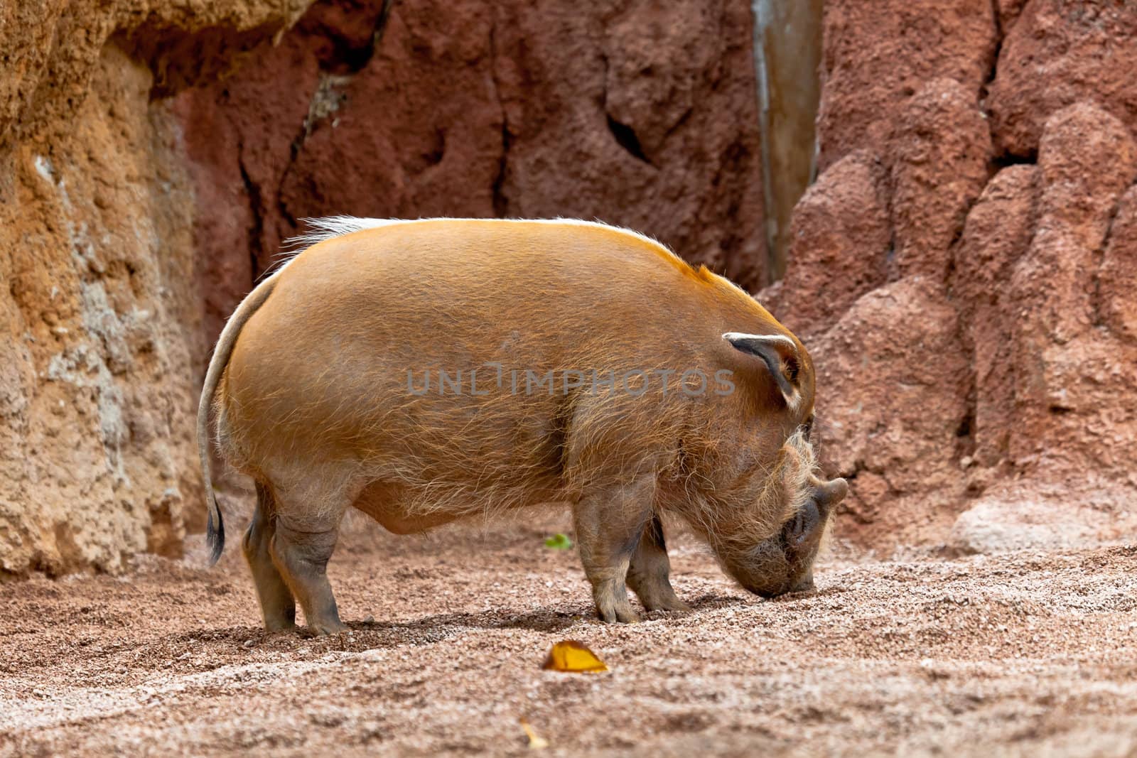 A specimen of red river hog, Potamochoerus porcus pictus
