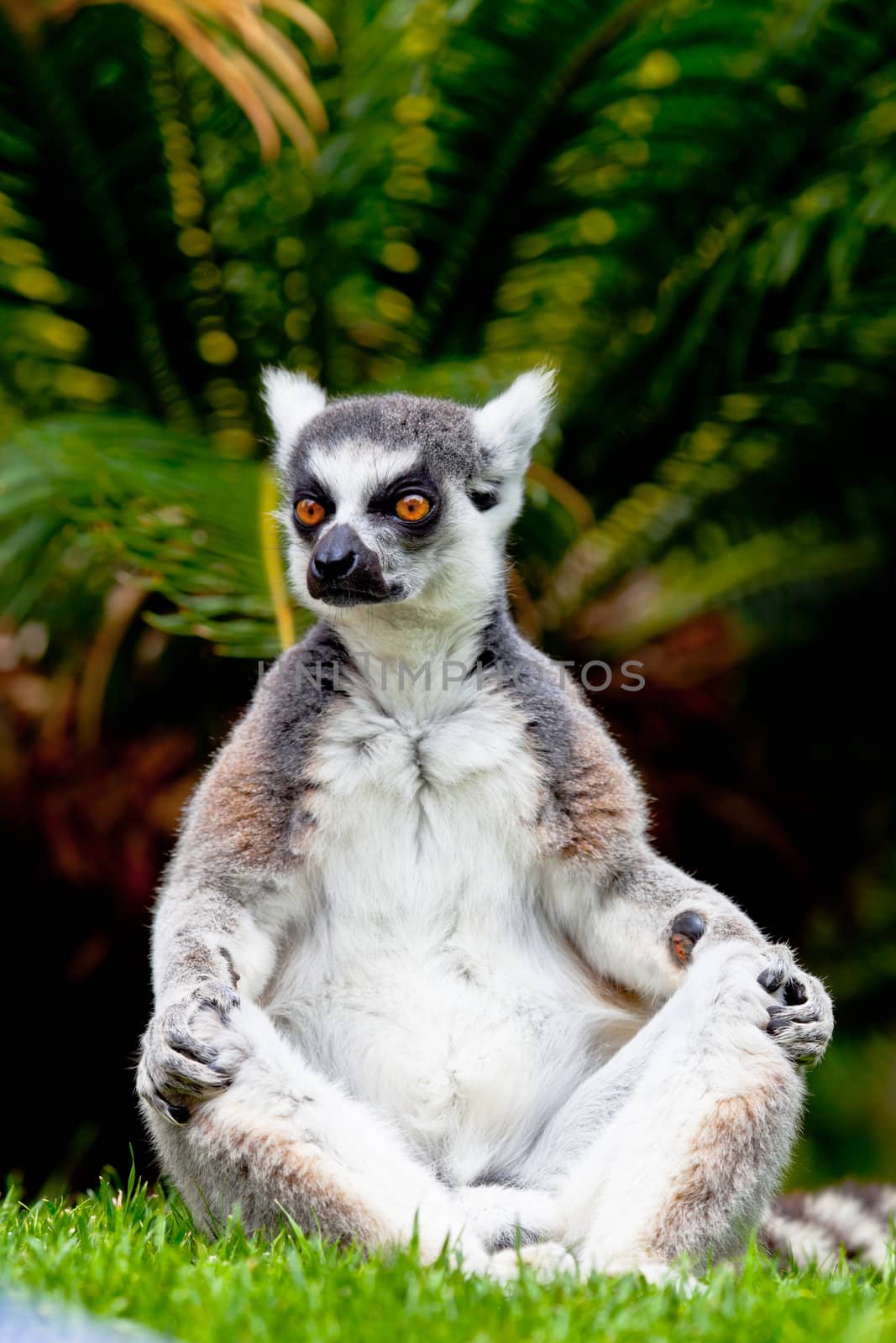 Beautiful specimen of Lemur of ring-shaped tail taking up a curious pose