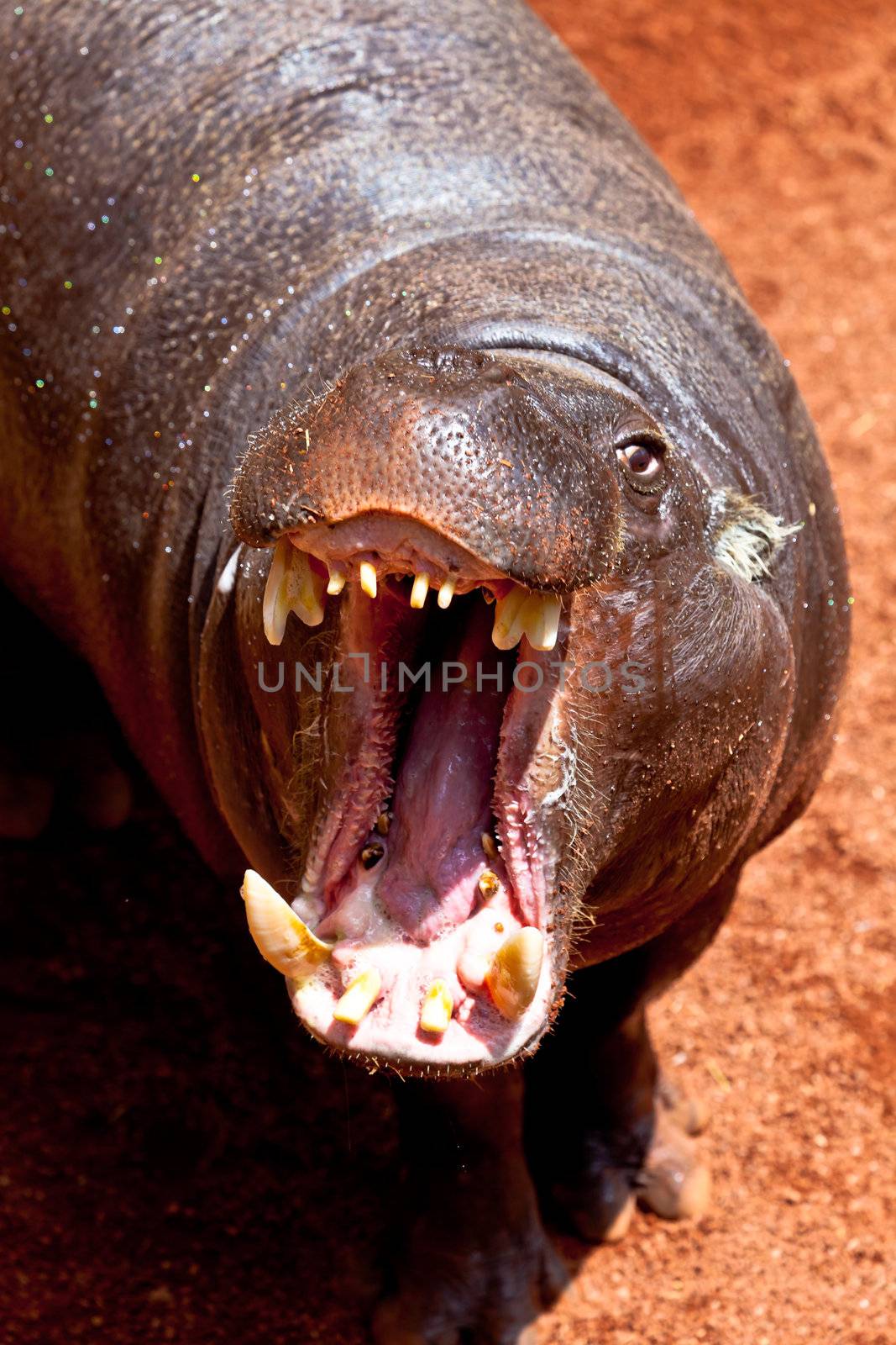 Sympathetic specimen of Hippopotamus pigmy, Hexaprotodon liberiensis