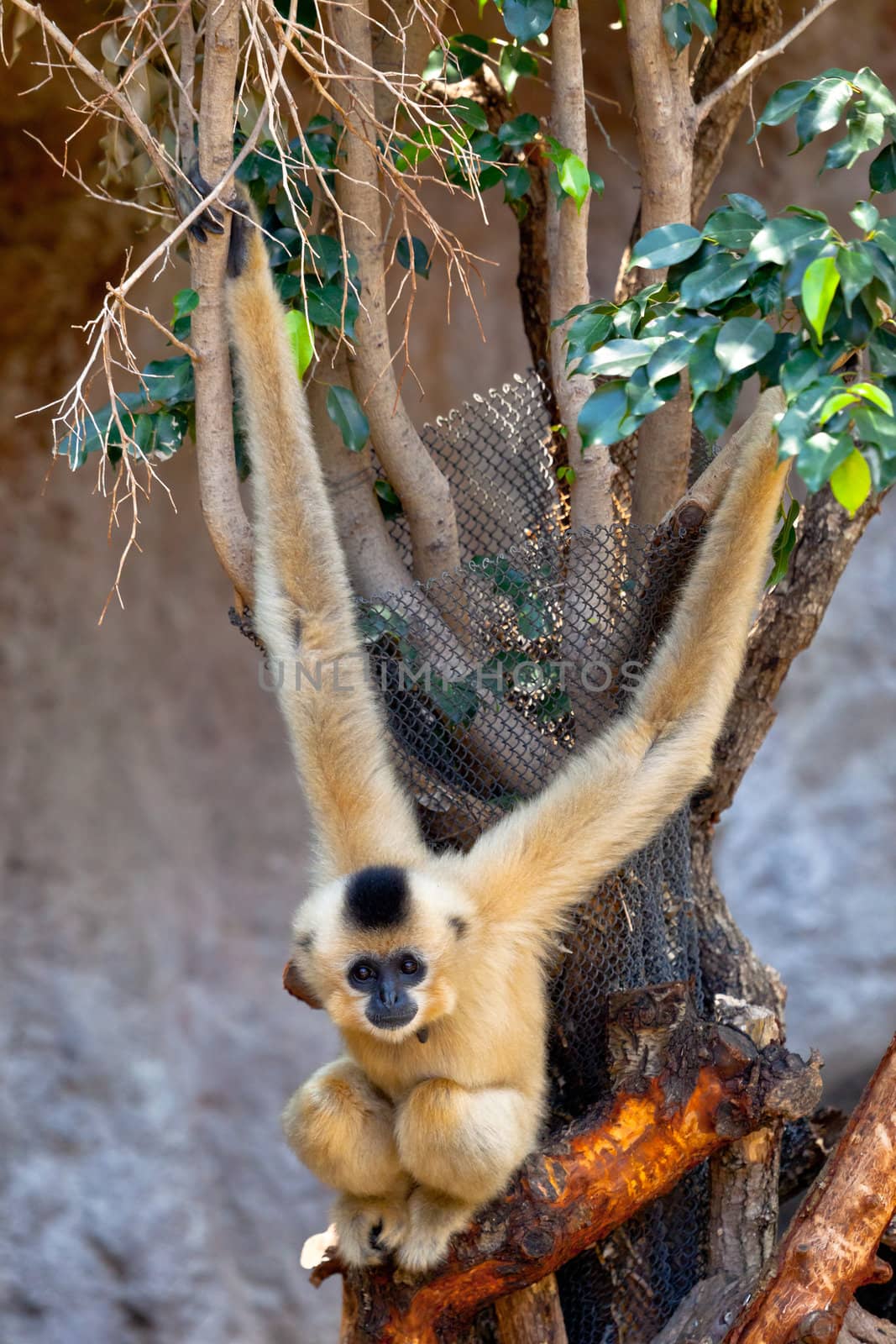 Precious specimen of Gibbon of golden cheeks