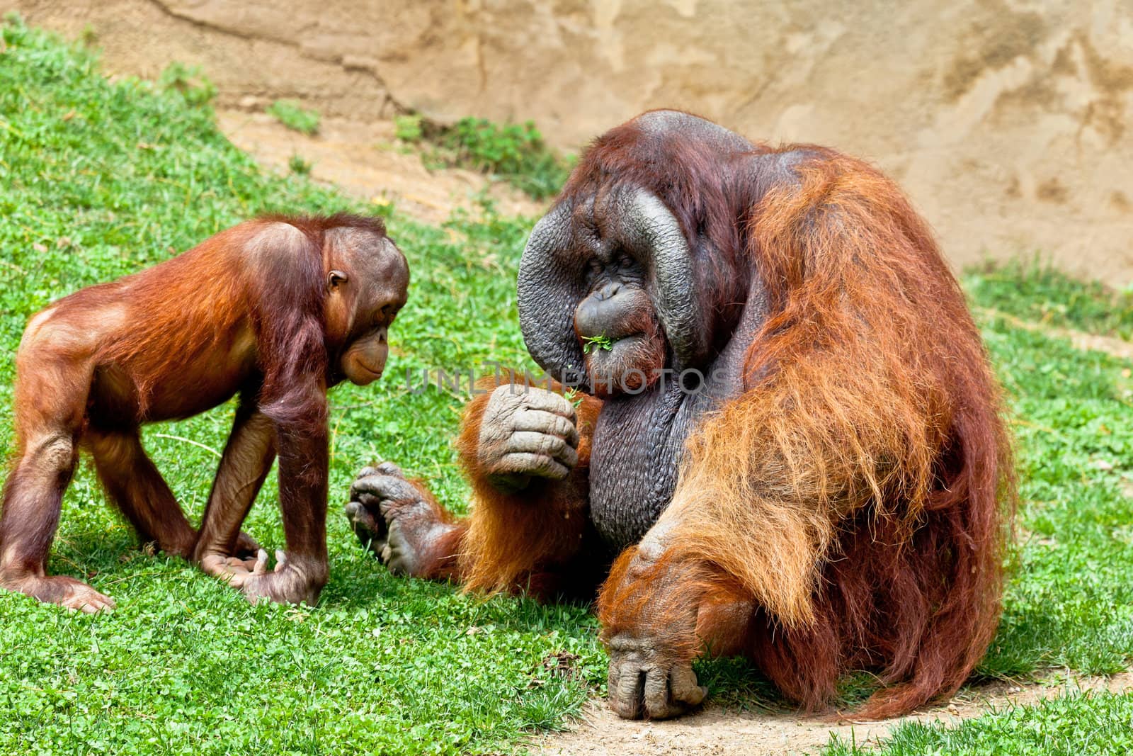 Two beautiful specimen of Orangutan of Borneo, Pongo Pygmaeus