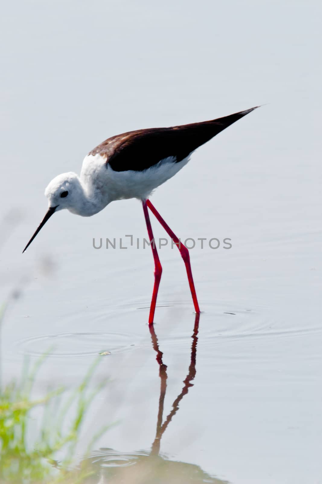 Black-Winged Stilt searching for some to eat