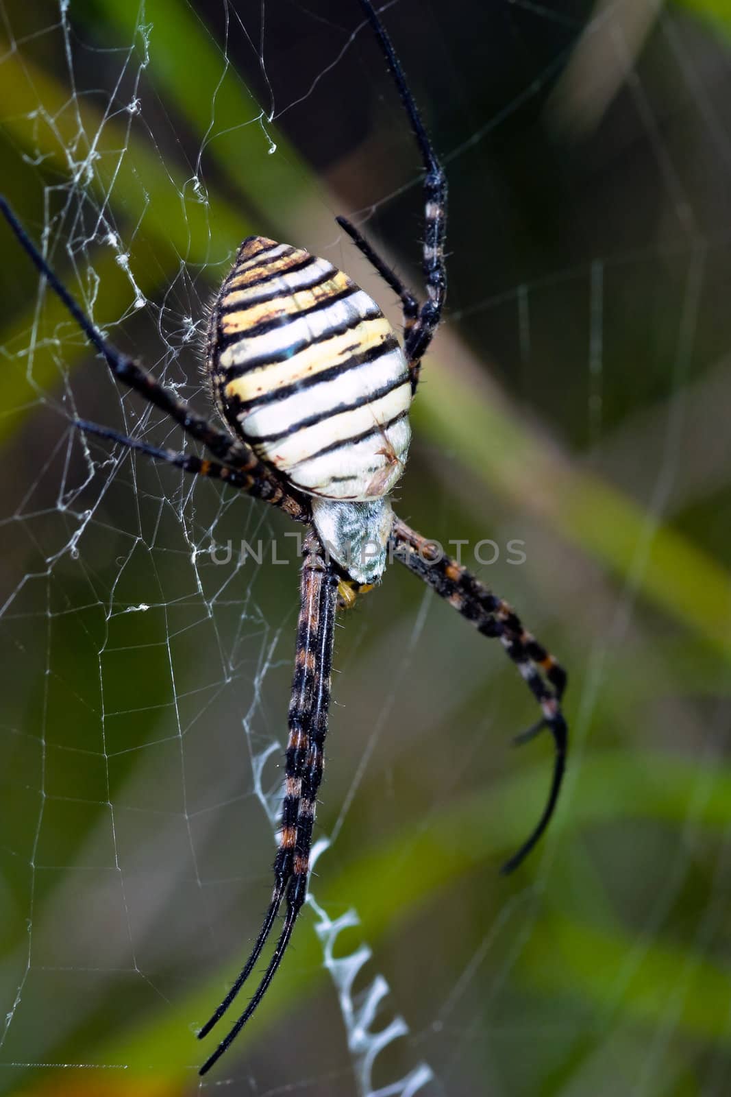 A spider,  Argiope bruennichi,  of considerable size and threatening aspect