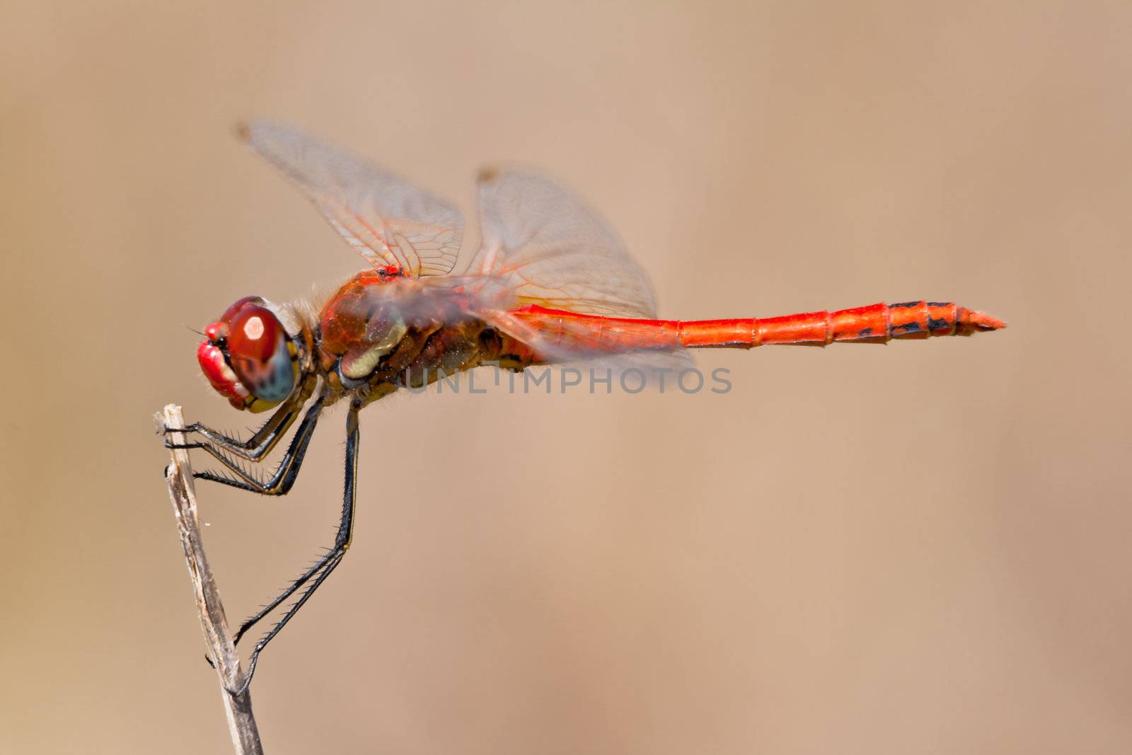 Image of a dragonfly ( sympetrum sp ) accomplished like photo of approximation.