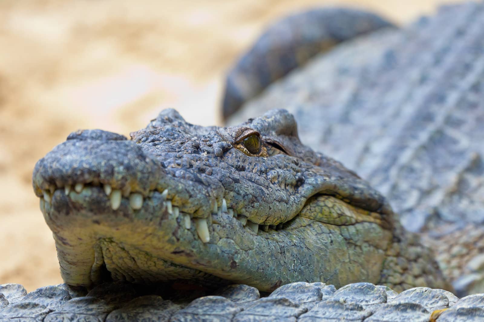 Detail of the head of a nile crocodile, Crocodylus niloticus