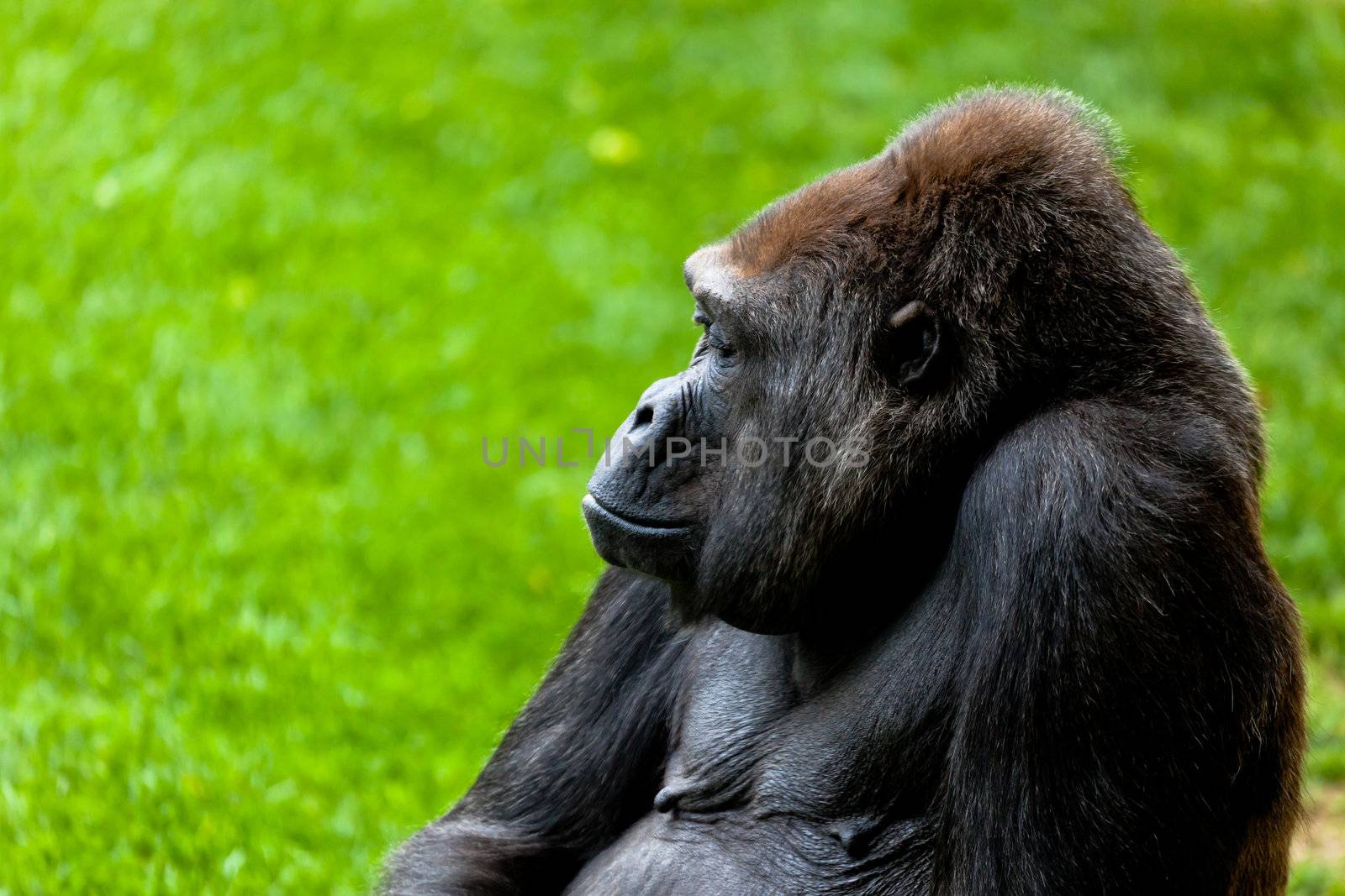 Beautiful specimen of gorilla seated placidly
