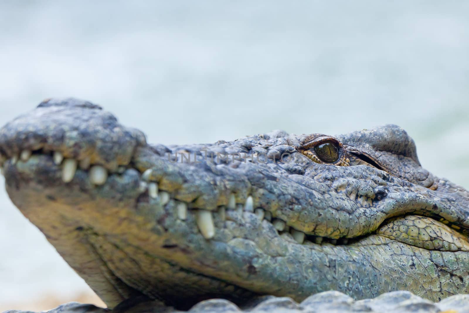 Detail of the head of a nile crocodile, Crocodylus niloticus