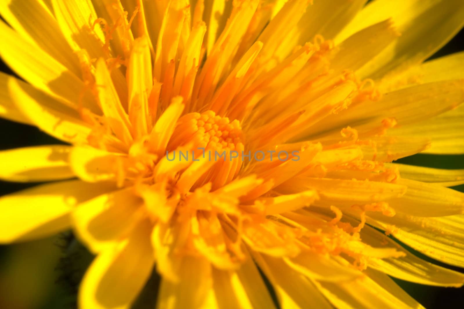 Composition of a fantastic yellow flower ( taraxacum vulgare )