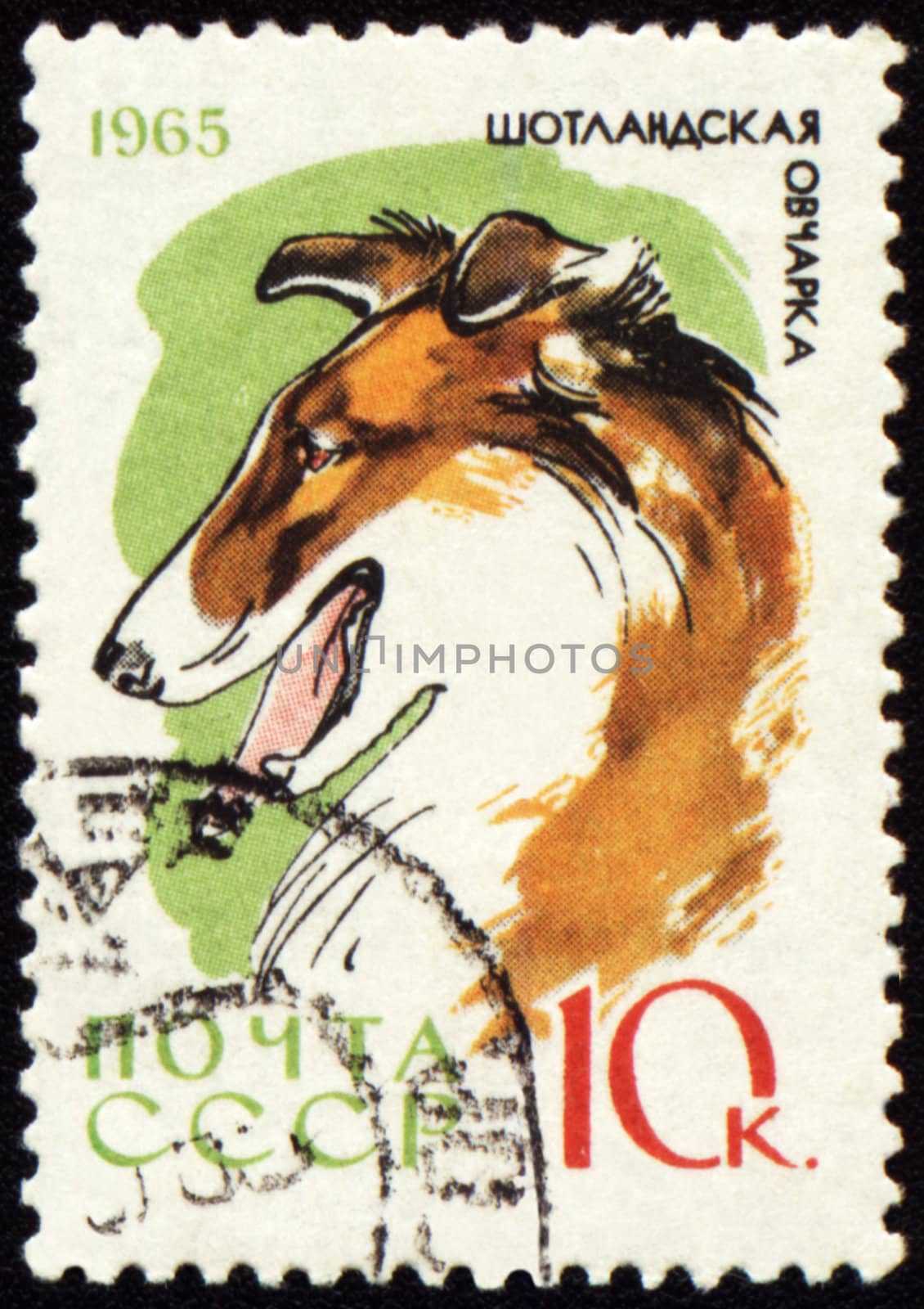 USSR - CIRCA 1965: stamp printed in USSR shows colly, series "Dogs", circa 1965
