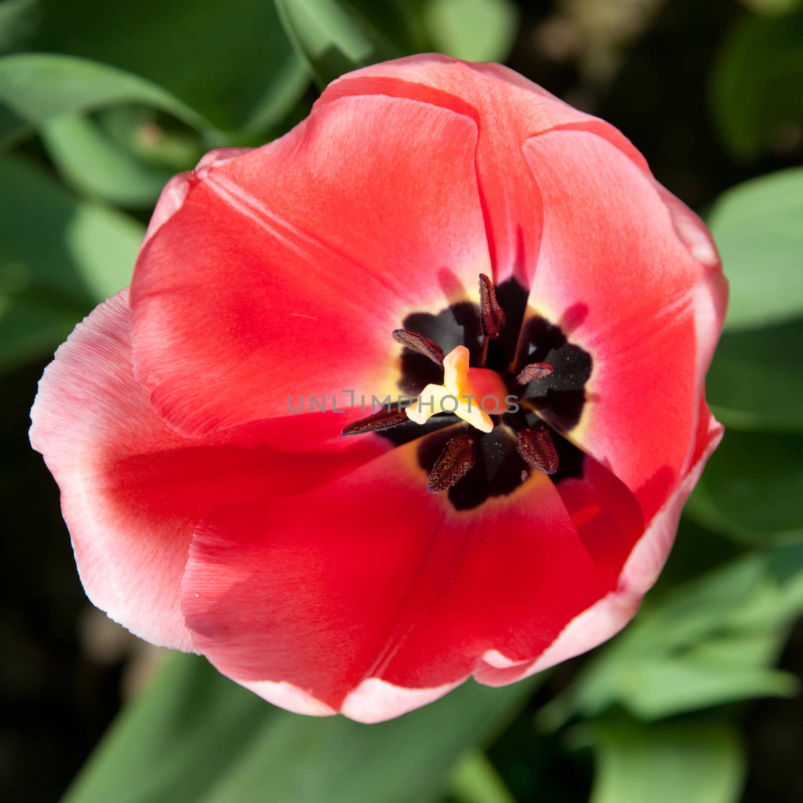 Selection of tulips filled by the sun. All flowers have turned heads to light