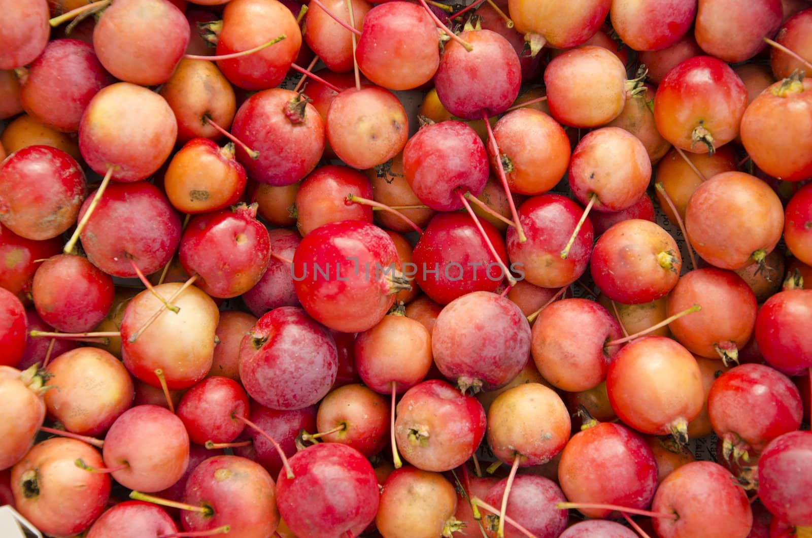 Ripe apples colorful bunch. Fruit background.