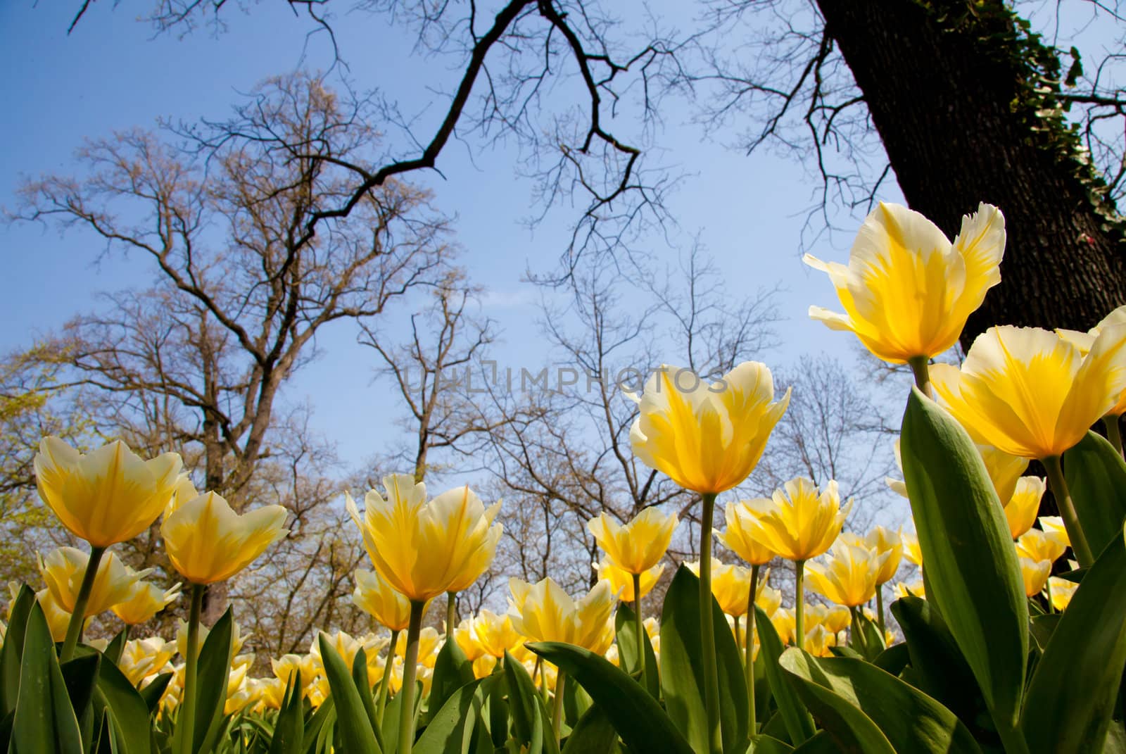 Cultivation of Darwin Hybrid Tulip Jaap Groot: yellow and white bicolor, perennial group
