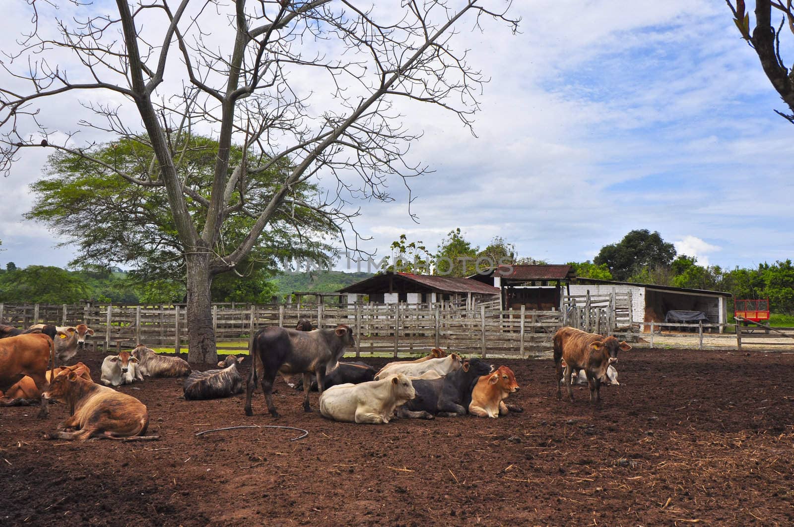 A herd on a farm in Ecuador