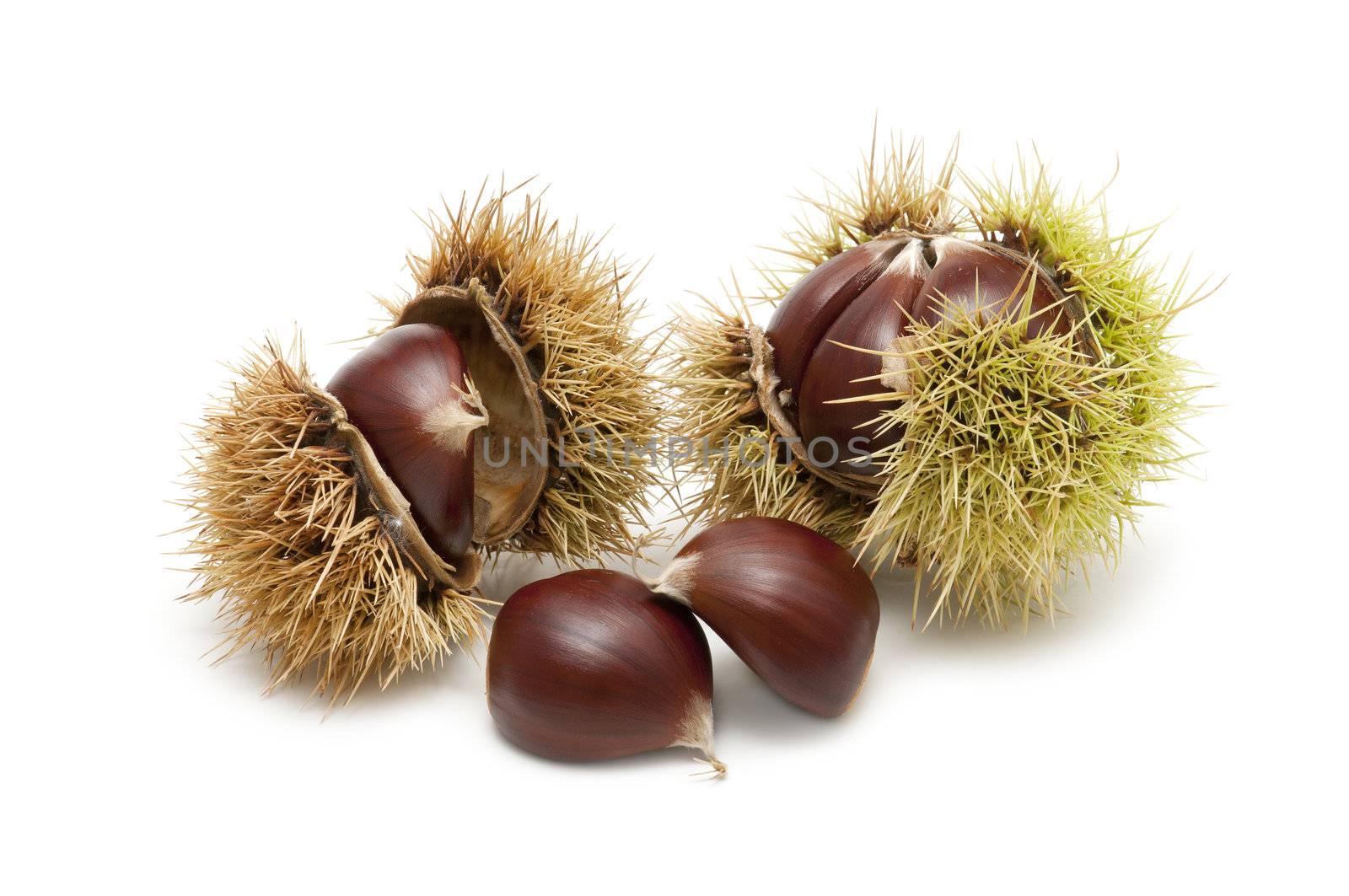 Freshly harvested chestnuts isolated on white background
