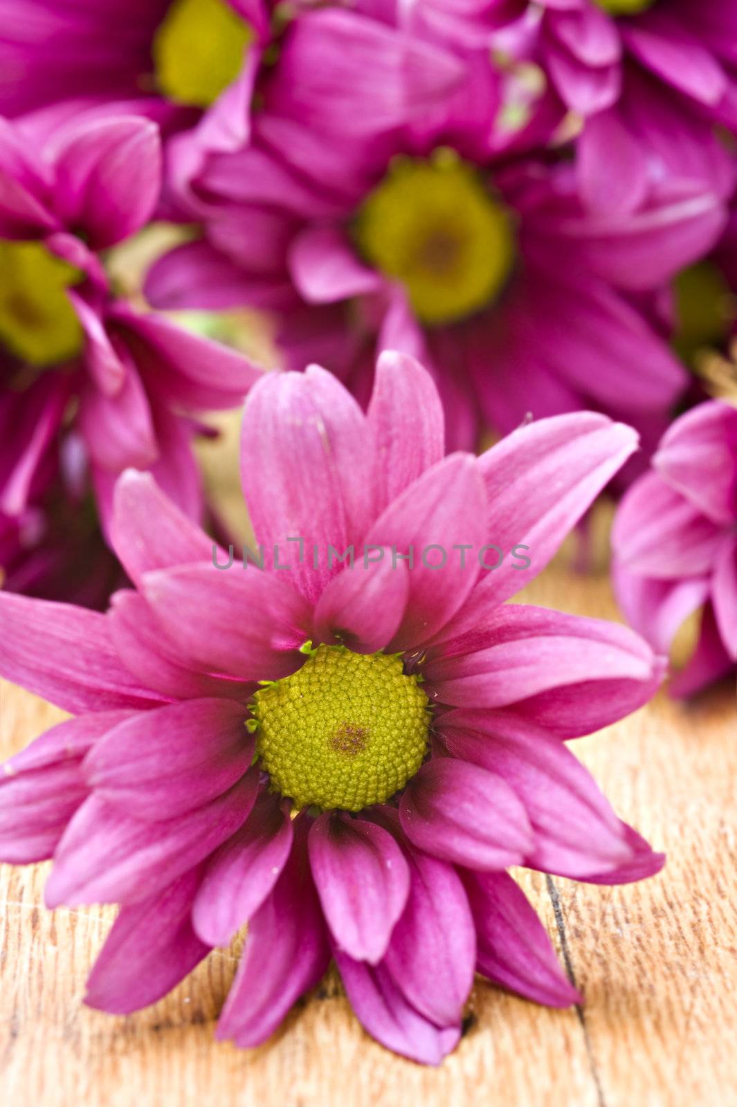 Deep pink chrysanthemum flowers  - very shallow depth of field